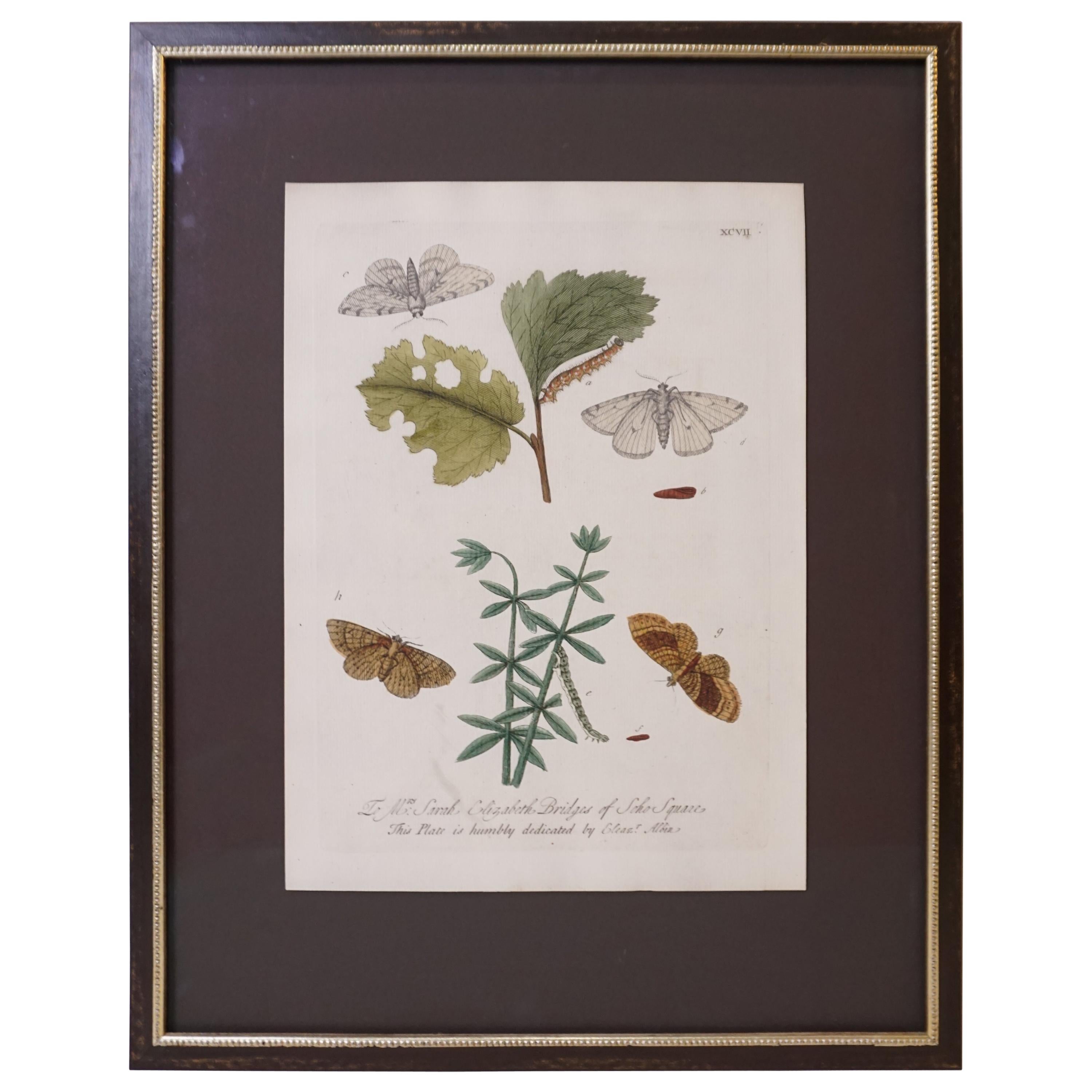 Butterfly Botanical Print For Sale