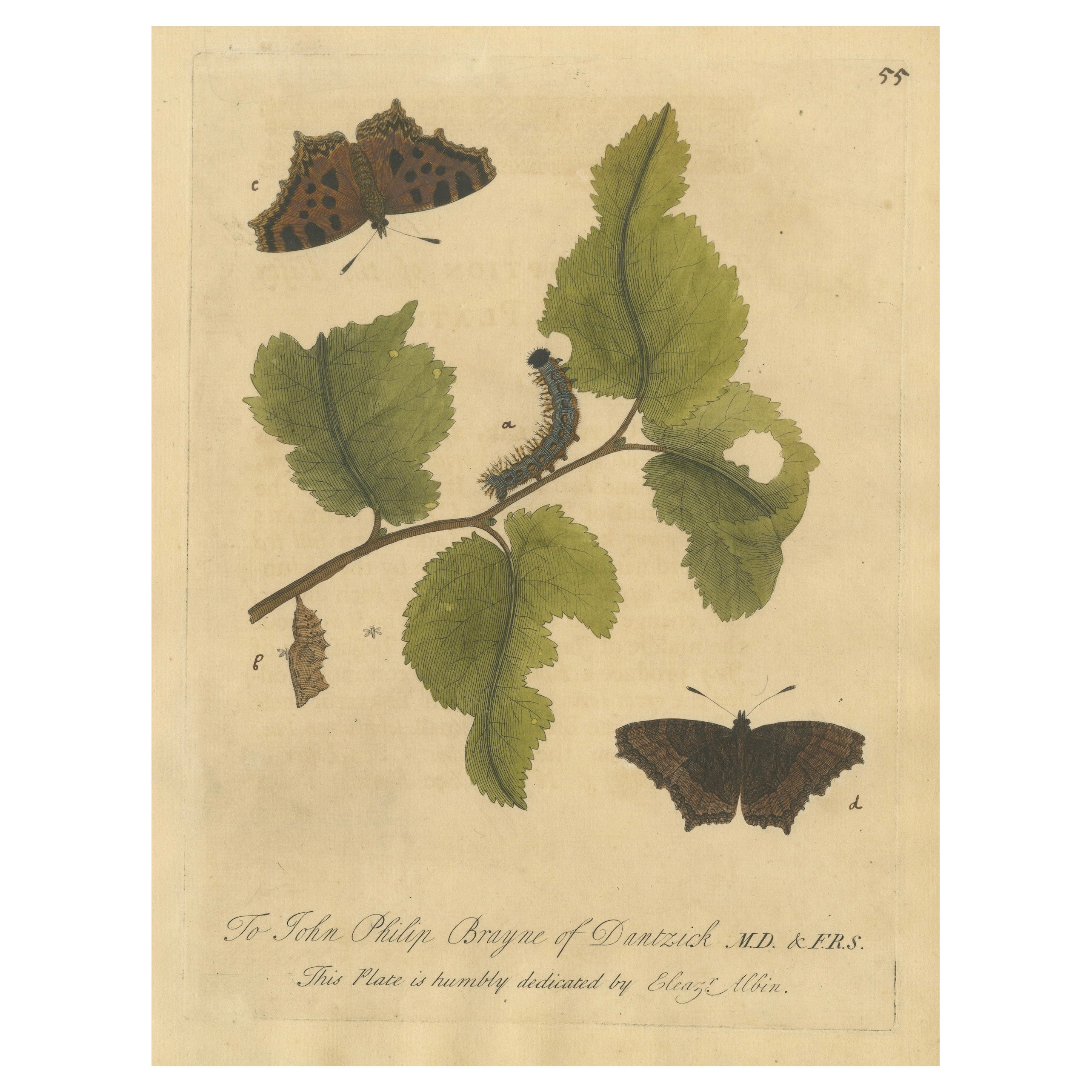 Schmetterling, Raupe und Chrysalis auf Blättern - Albin Handkolorierter Kupferstich 1720