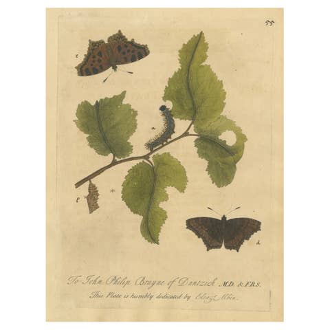 Butterfly, Caterpillar & Chrysalis on Leaves – Albin Hand-Colored Engraving 1720
