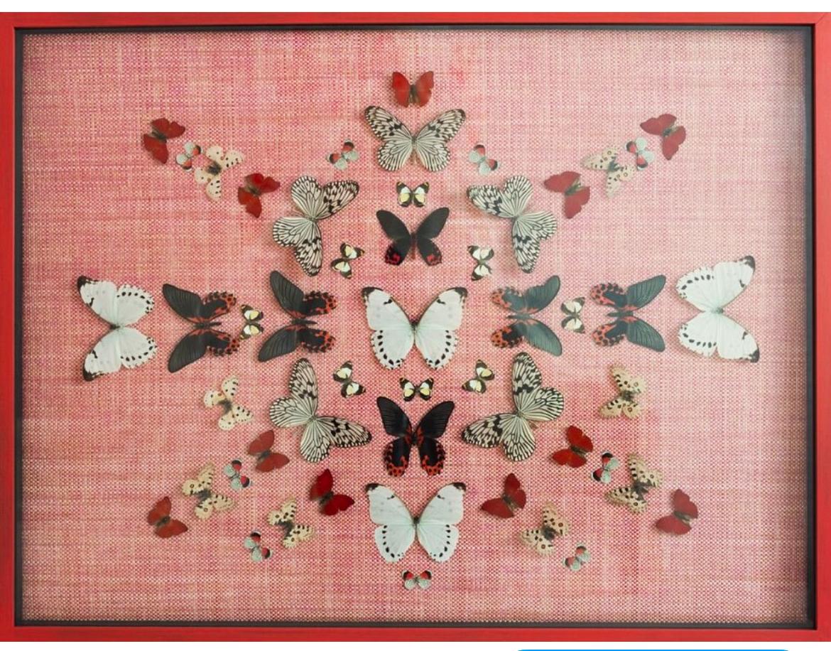 Collage de mariposas montado sobre papel azul claro de Branca, papel envuelto en marco Moderno en venta