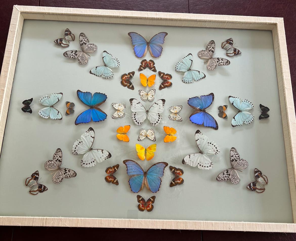 Collage de mariposas montado sobre papel azul claro de Branca, papel envuelto en marco Estadounidense en venta