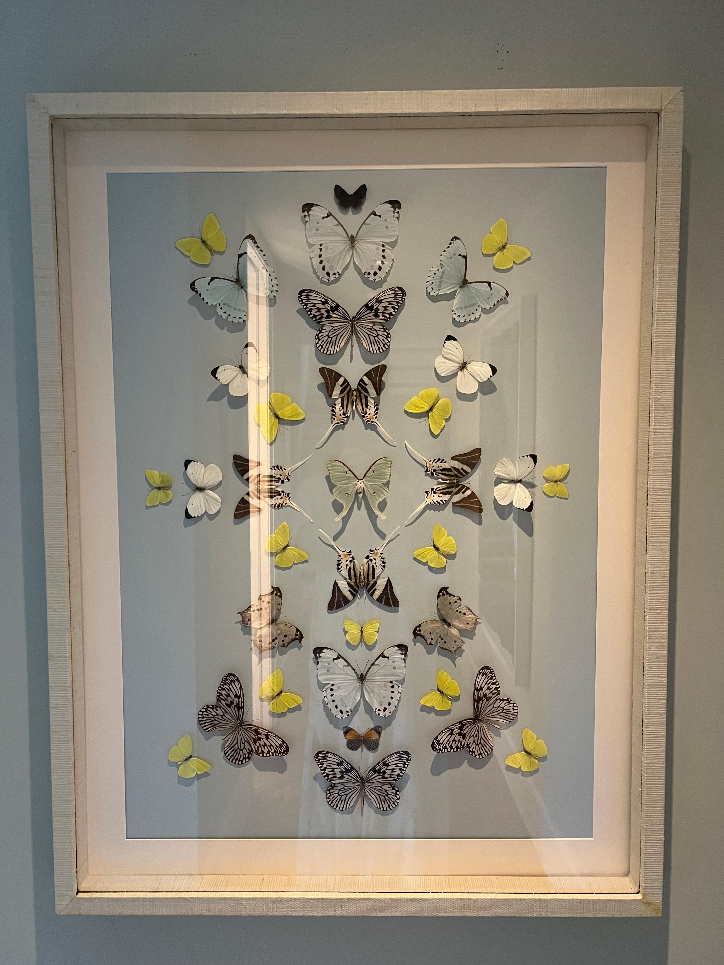 Collage de mariposas montado sobre papel azul claro de Branca, papel envuelto en marco Mosaico en venta