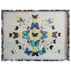 Collage de mariposas montado sobre papel azul claro de Branca, papel envuelto en marco
