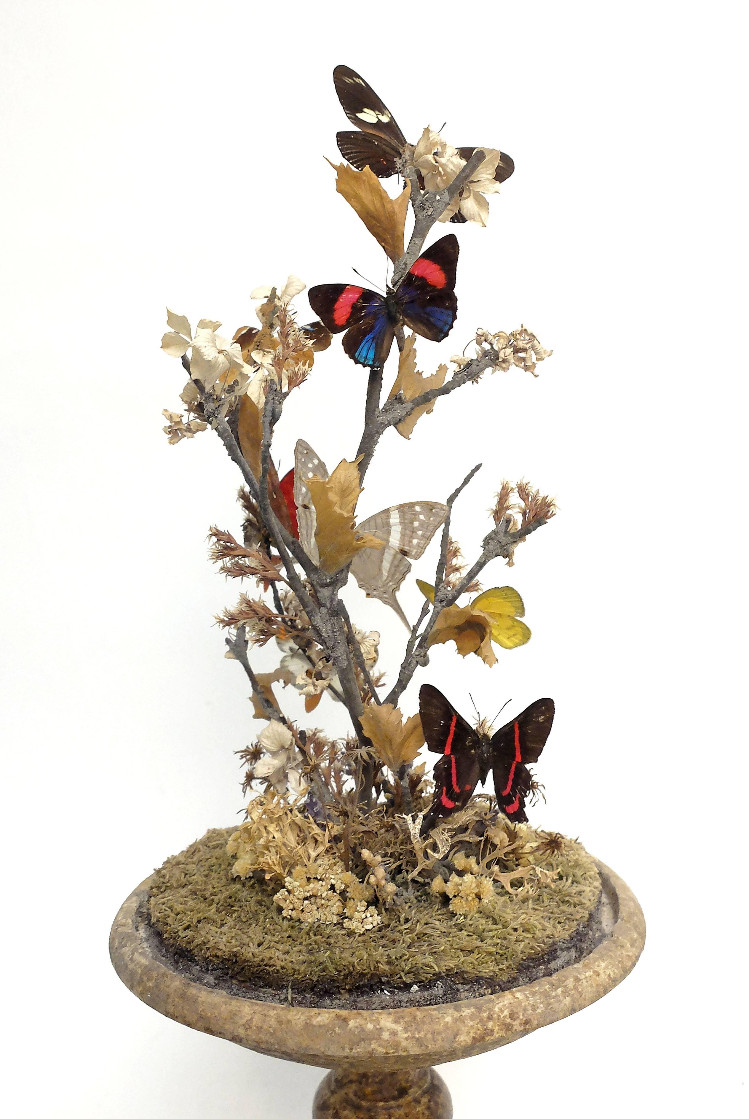 A Diorama with natural Wunderkammer specimens of eight butterflies leaned over a tree branches willing over moss the Specimens are mounted inside an oval glass dome over a brown gray painted wooden base.