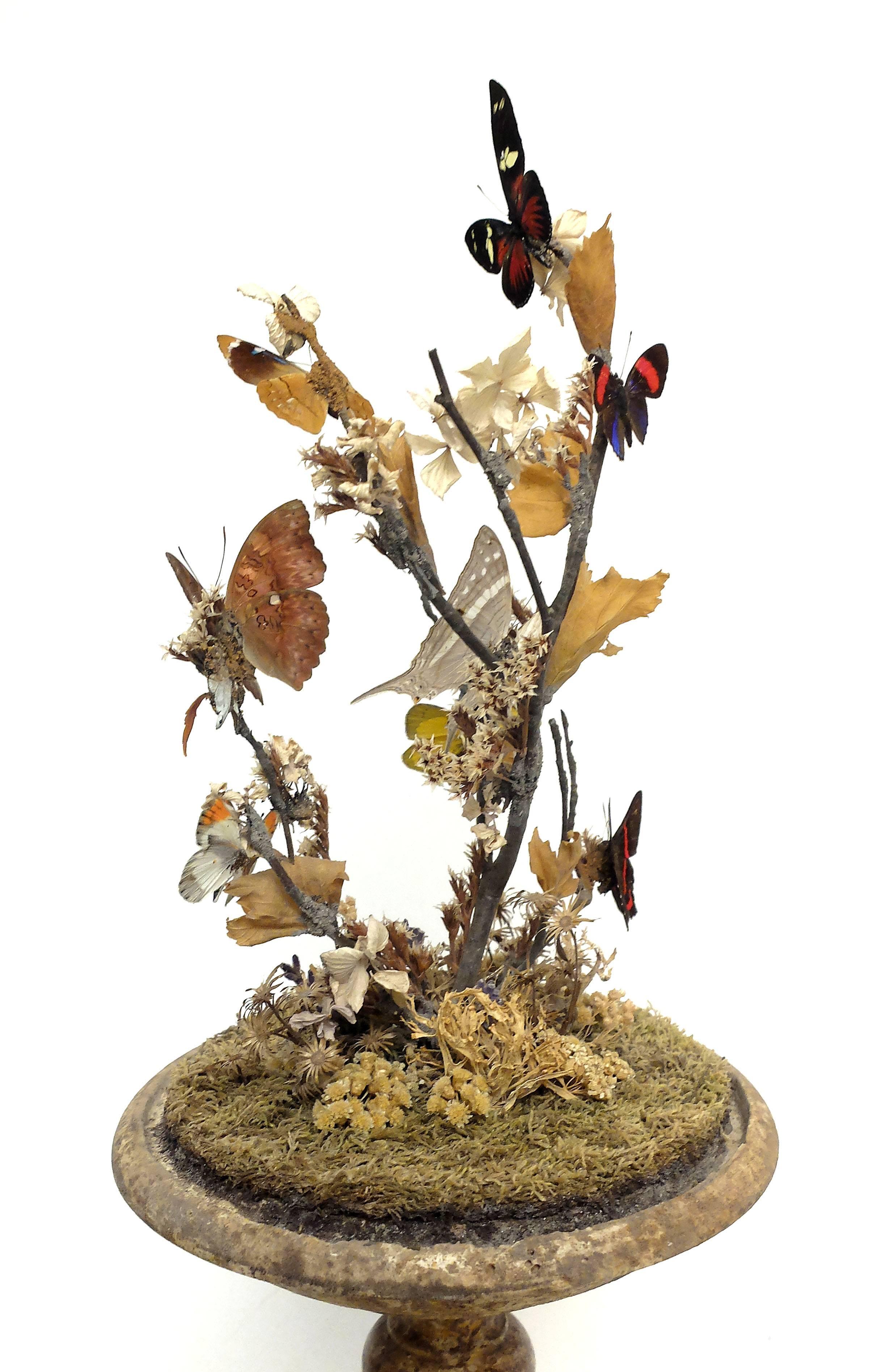 Italian Butterfly Diorama, a Splendid Wunderkammer Natural Specimen, Italy, circa 1880