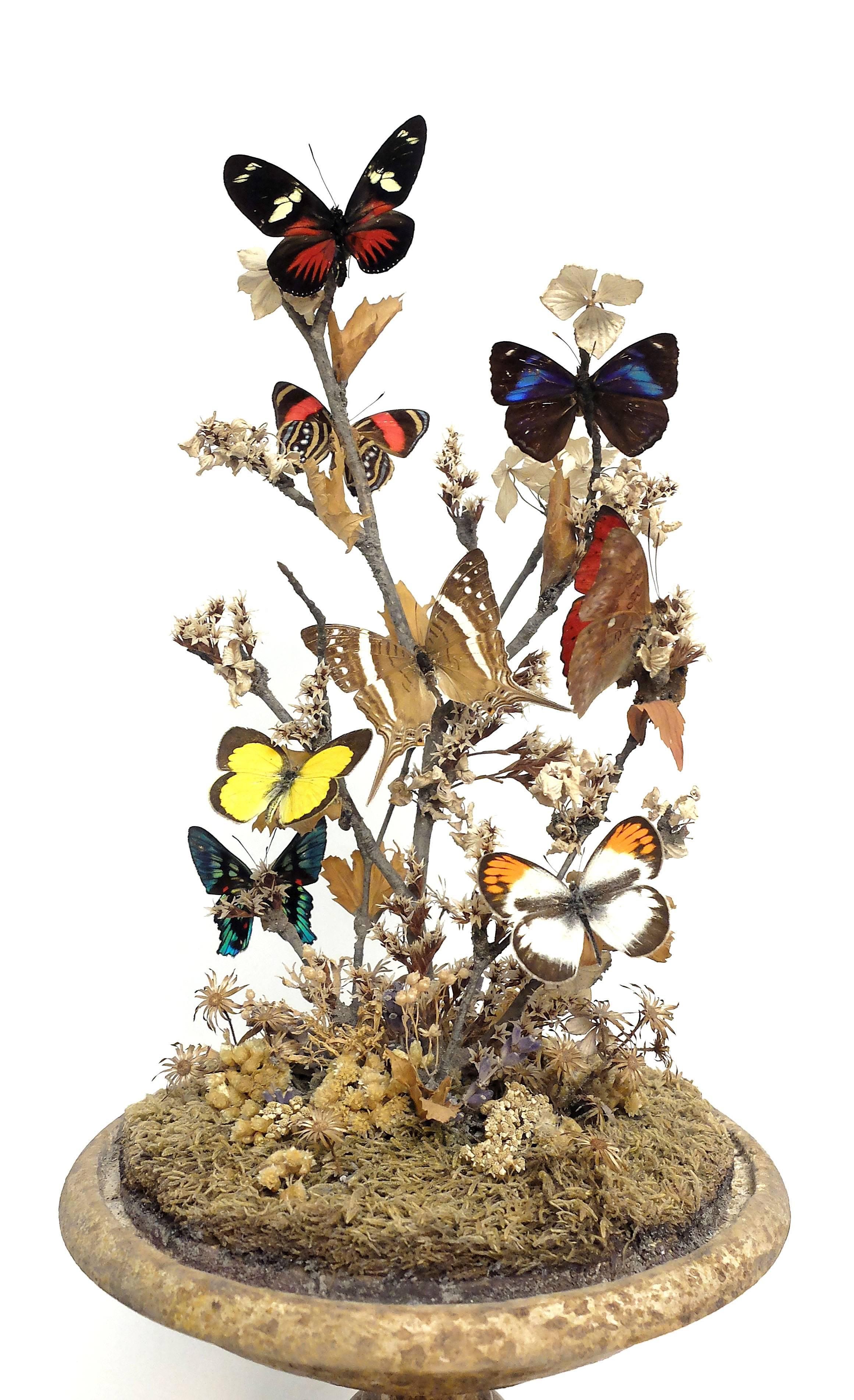 Butterfly Diorama, a Splendid Wunderkammer Natural Specimen, Italy, circa 1880 In Good Condition In Milan, IT