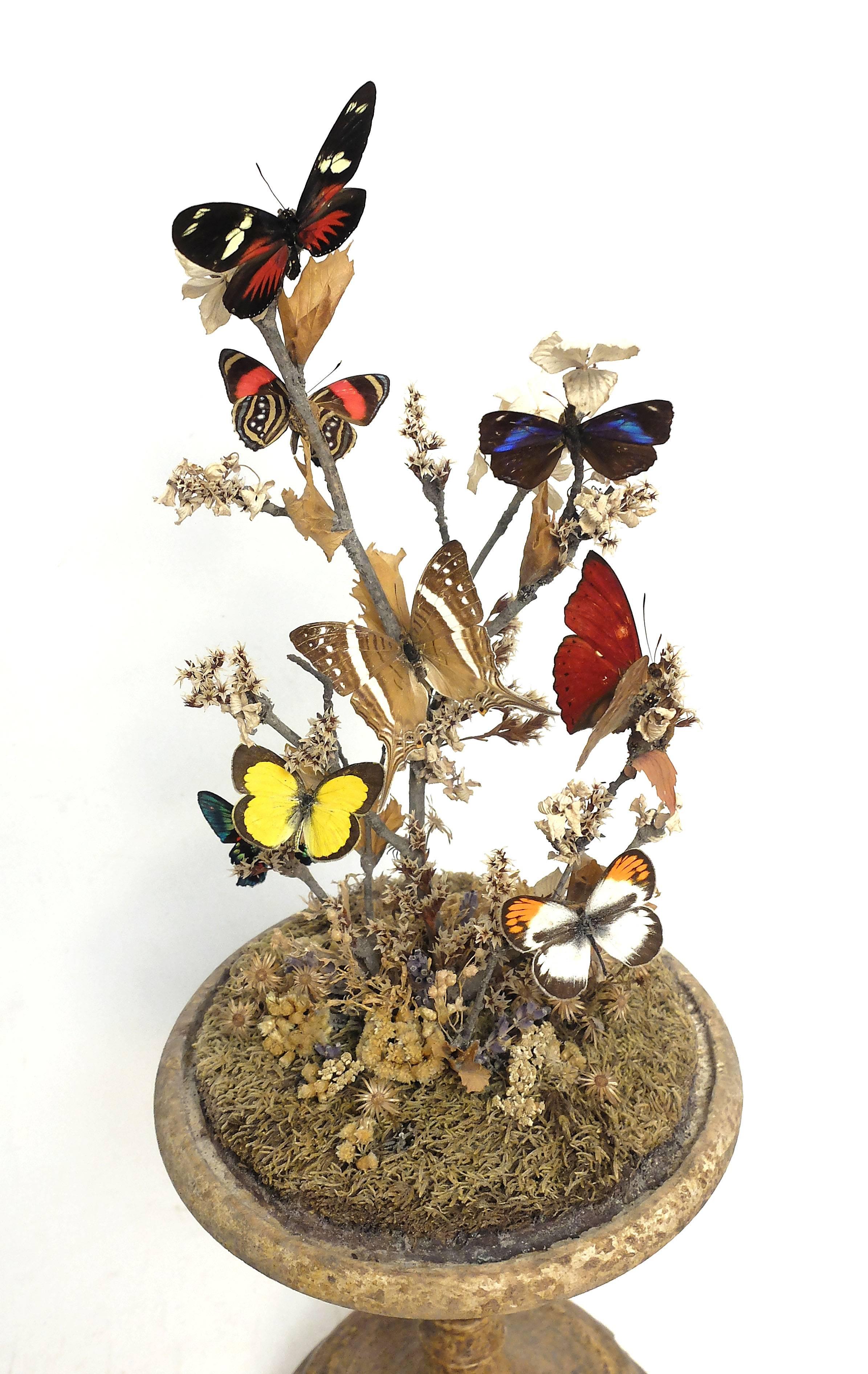 Late 19th Century Butterfly Diorama, a Splendid Wunderkammer Natural Specimen, Italy, circa 1880