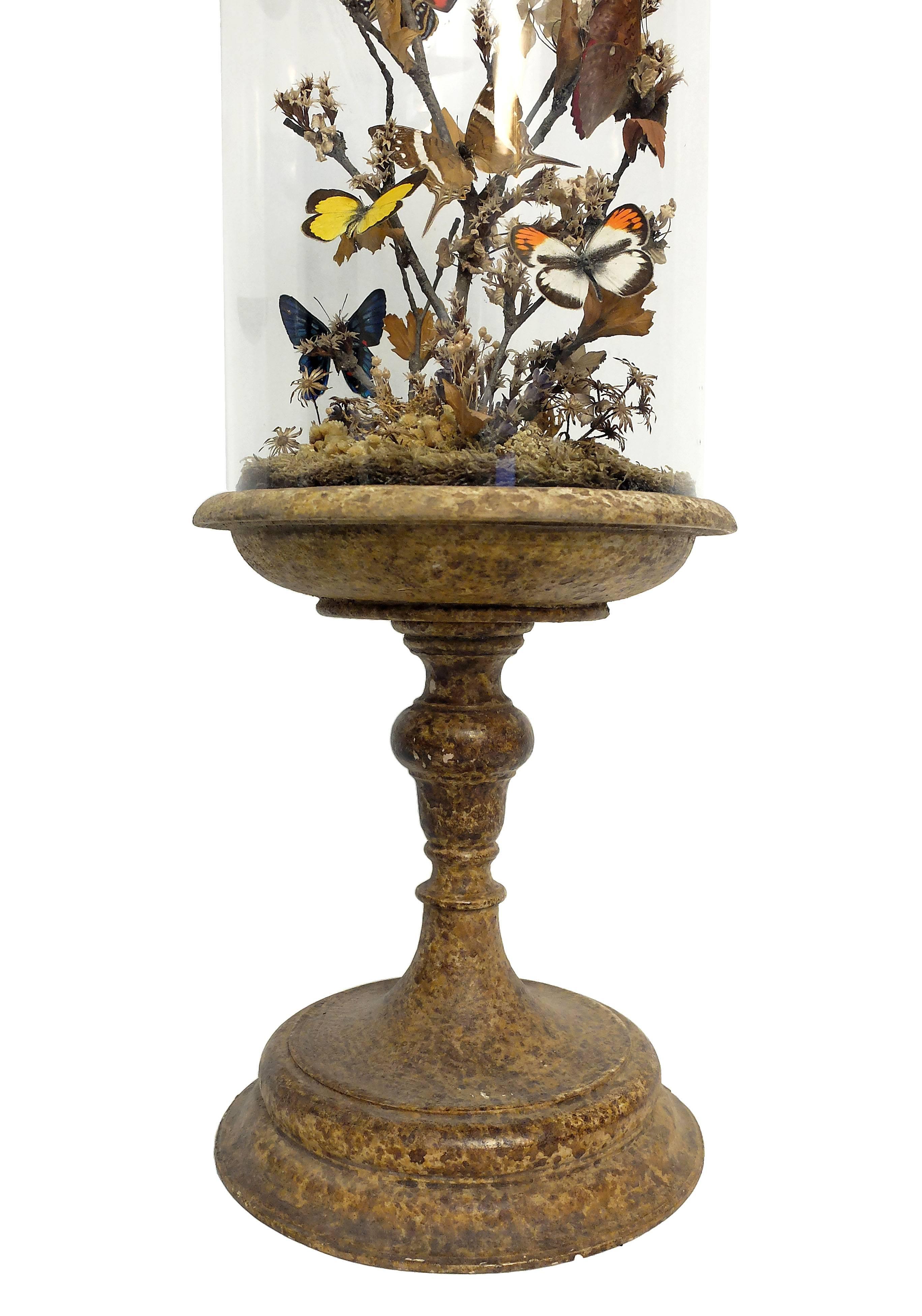 Natural Fiber Butterfly Diorama, a Splendid Wunderkammer Natural Specimen, Italy, circa 1880