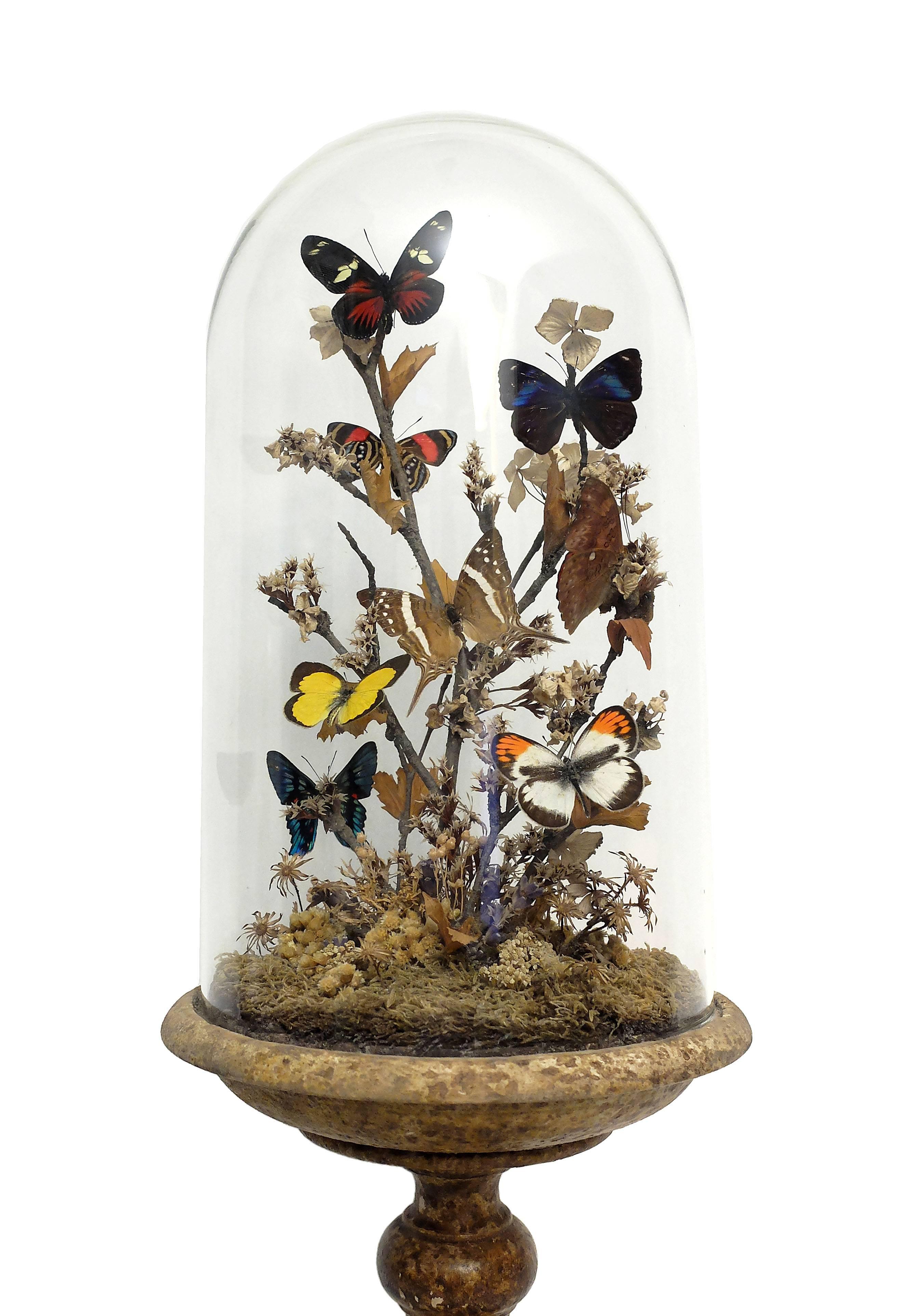 Butterfly Diorama, a Splendid Wunderkammer Natural Specimen, Italy, circa 1880 1