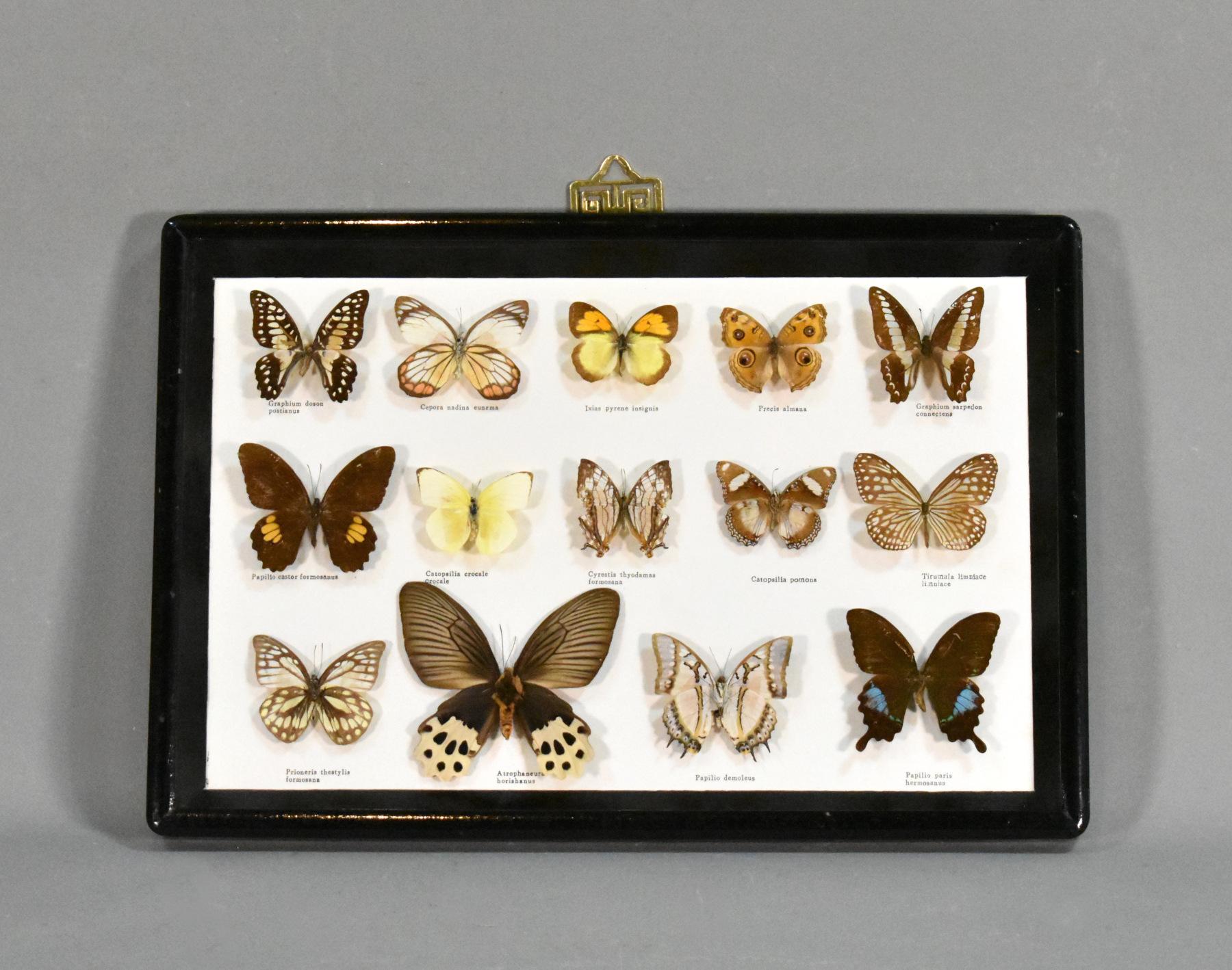 Schmetterling Entomologie Taxidermie Vitrine

Eine wunderschöne Schmetterlingssammlung in einer maßgefertigten, glasierten Vitrine mit Aufhängehaken auf der Rückseite.

Alle vierzehn Exemplare wurden identifiziert und mit ihrem lateinischen Namen