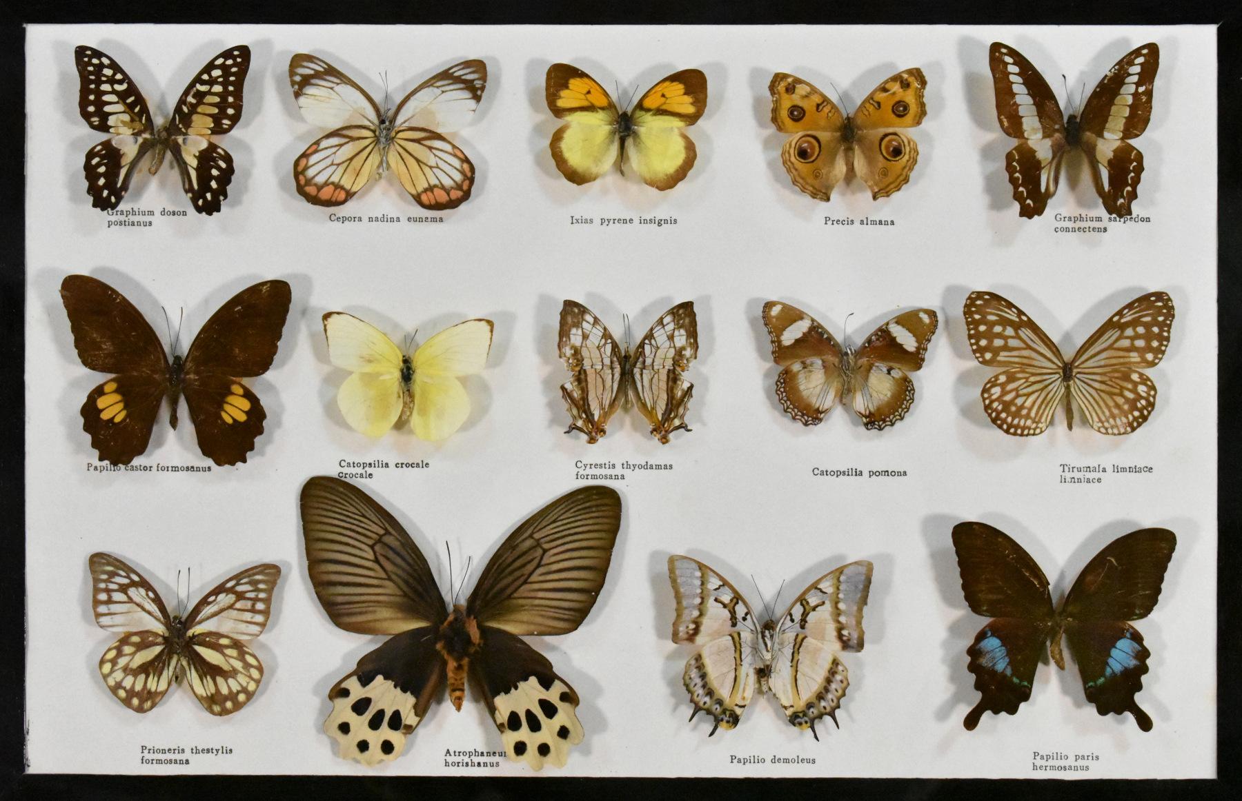 entomology display