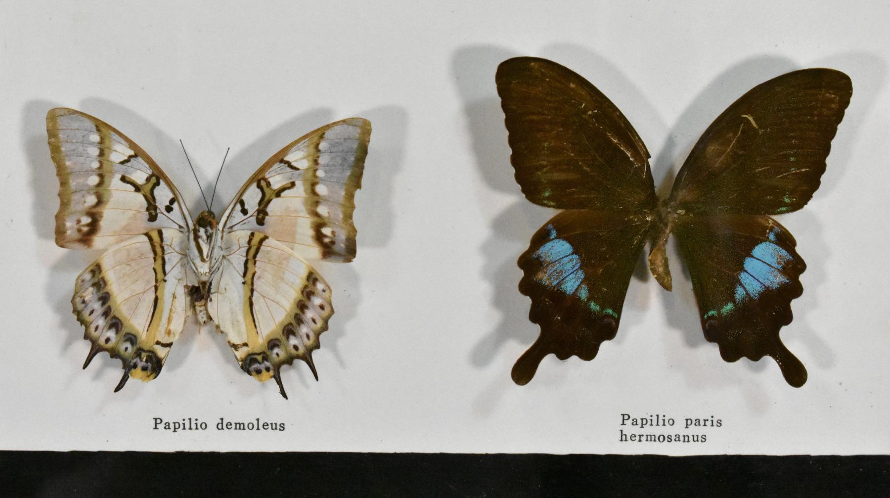 Mid-Century Modern Vitrine de taxidermie pour l'entomologie des papillons en vente