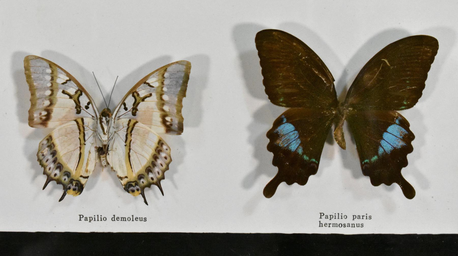 Schmetterling Entomologie Taxidermie Vitrine (Moderne der Mitte des Jahrhunderts)