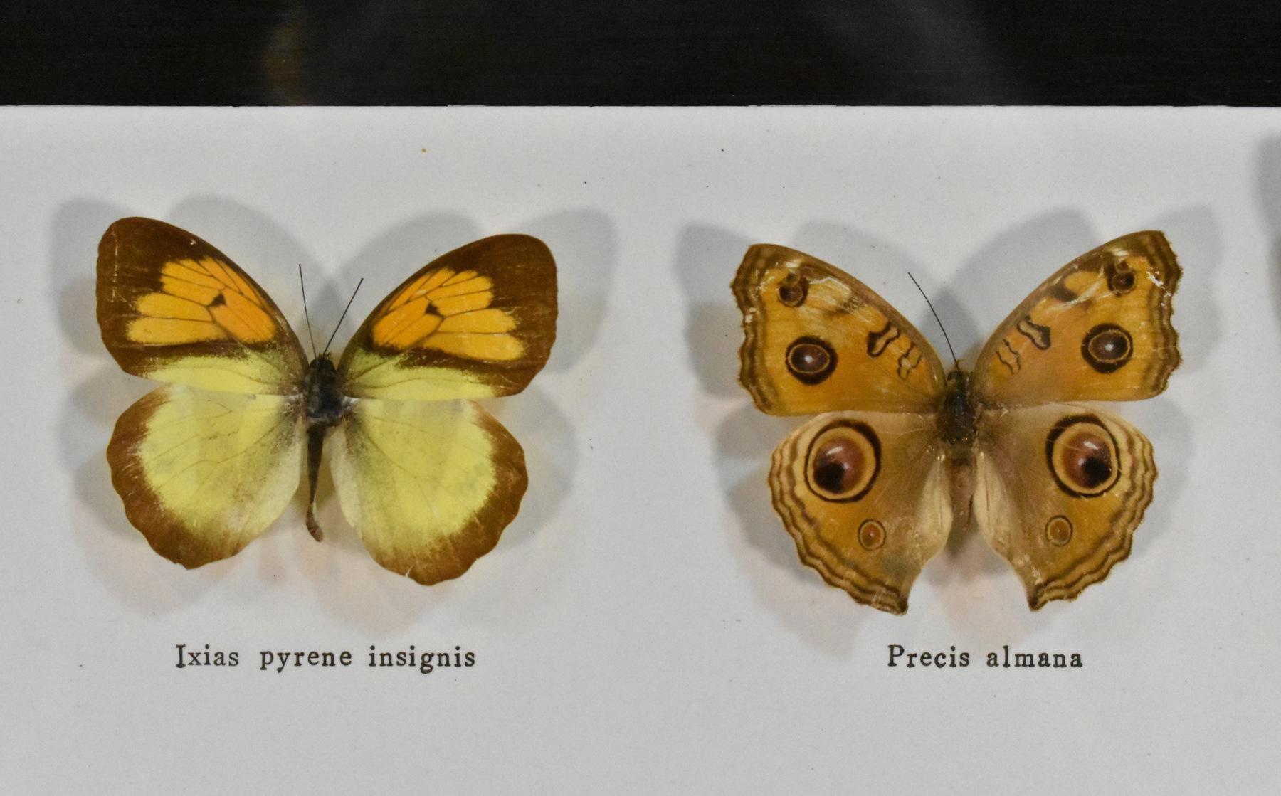 Français Vitrine de taxidermie pour l'entomologie des papillons en vente