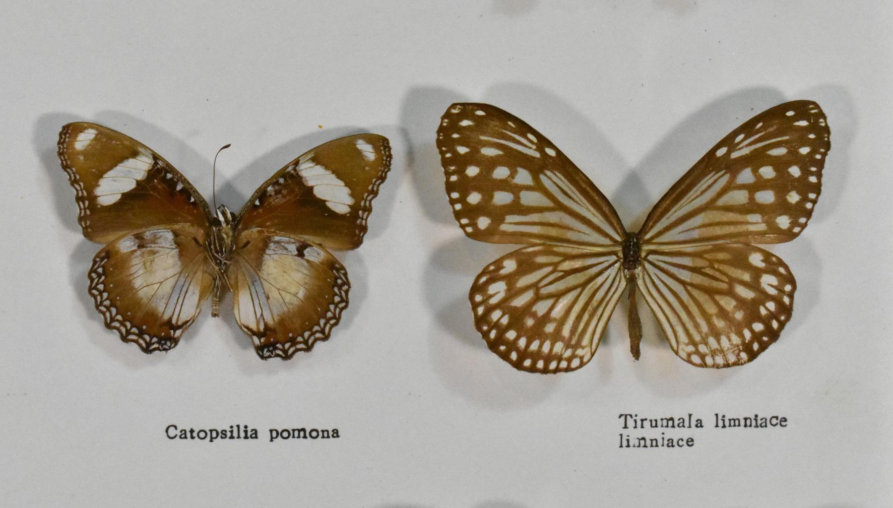 Vitrine de taxidermie pour l'entomologie des papillons Bon état - En vente à SAINTE-COLOMBE, FR