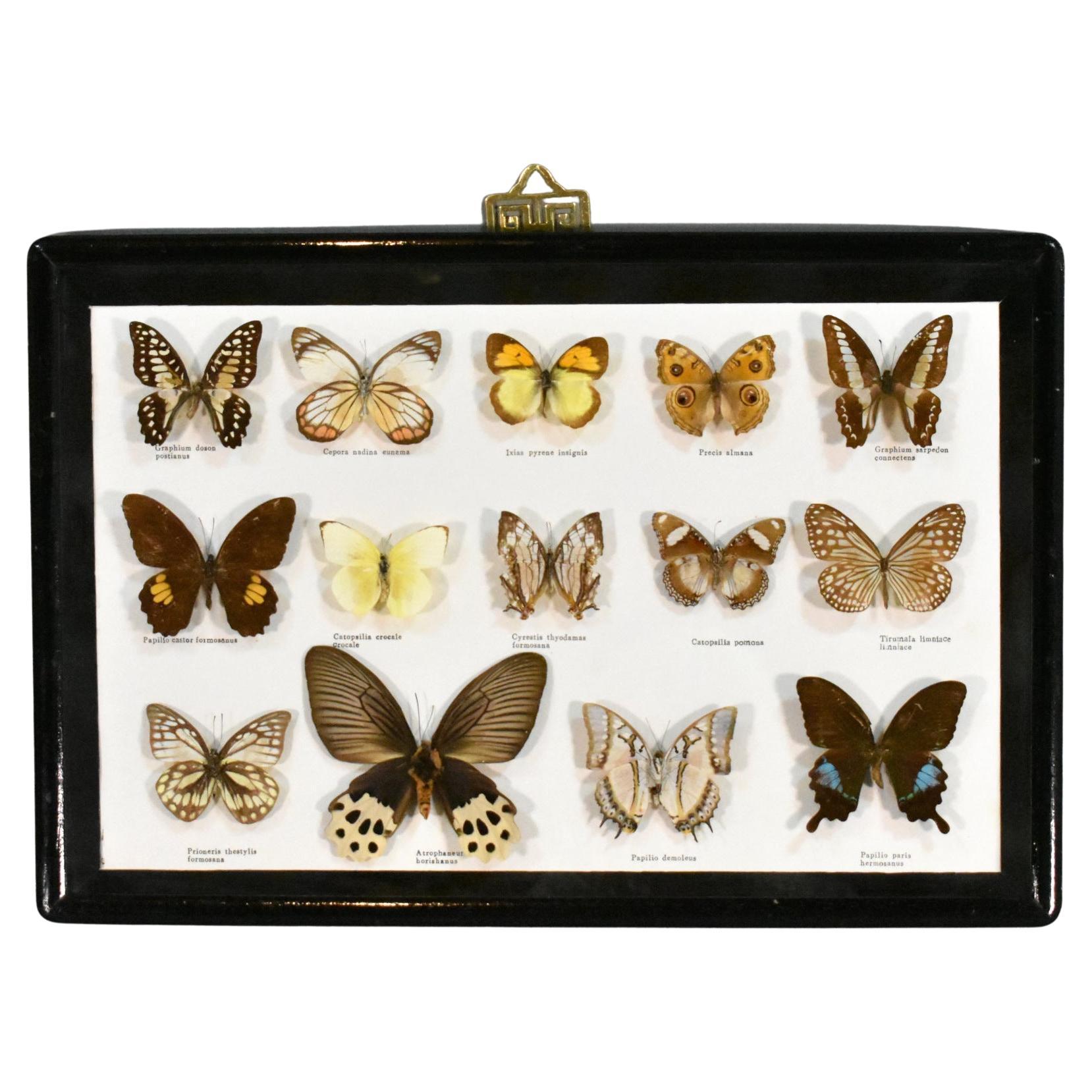 Vitrine de taxidermie pour l'entomologie des papillons en vente
