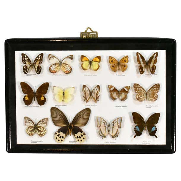 Butterfly Entomology Taxidermy Display Case For Sale at 1stDibs