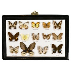 Antique Butterfly Entomology Taxidermy Display Case