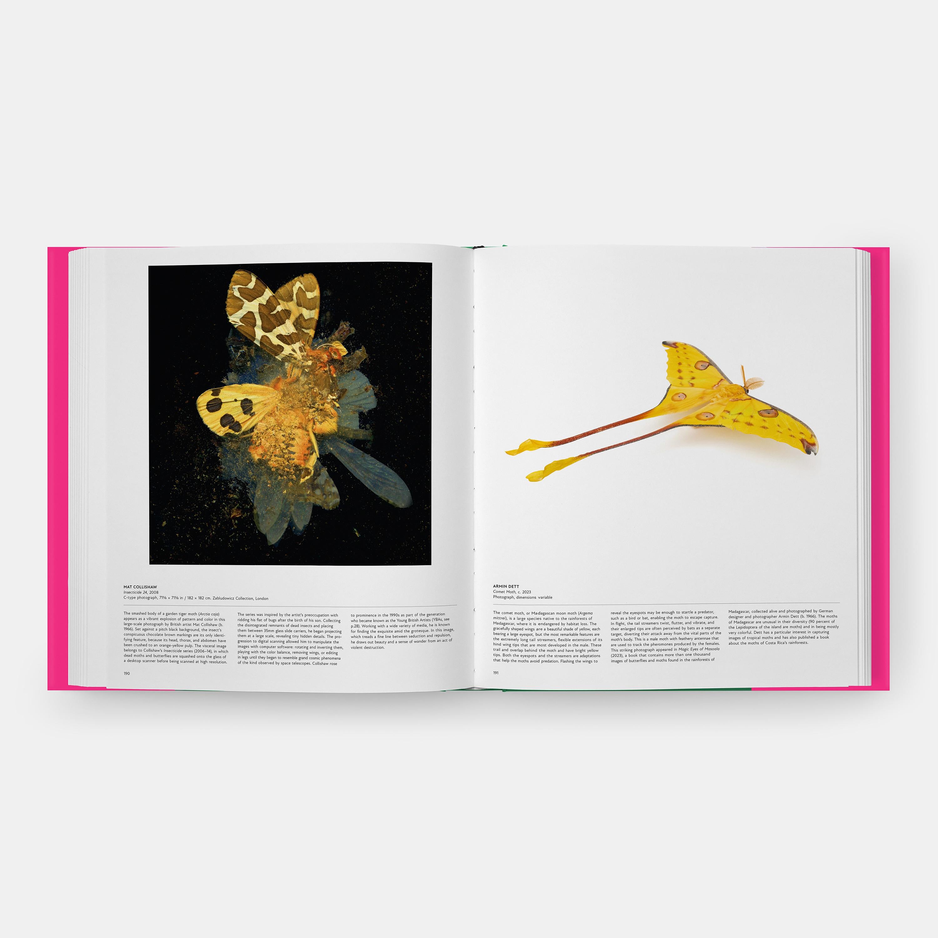 Papillon Explorer le monde des lépidoptères en vente 1