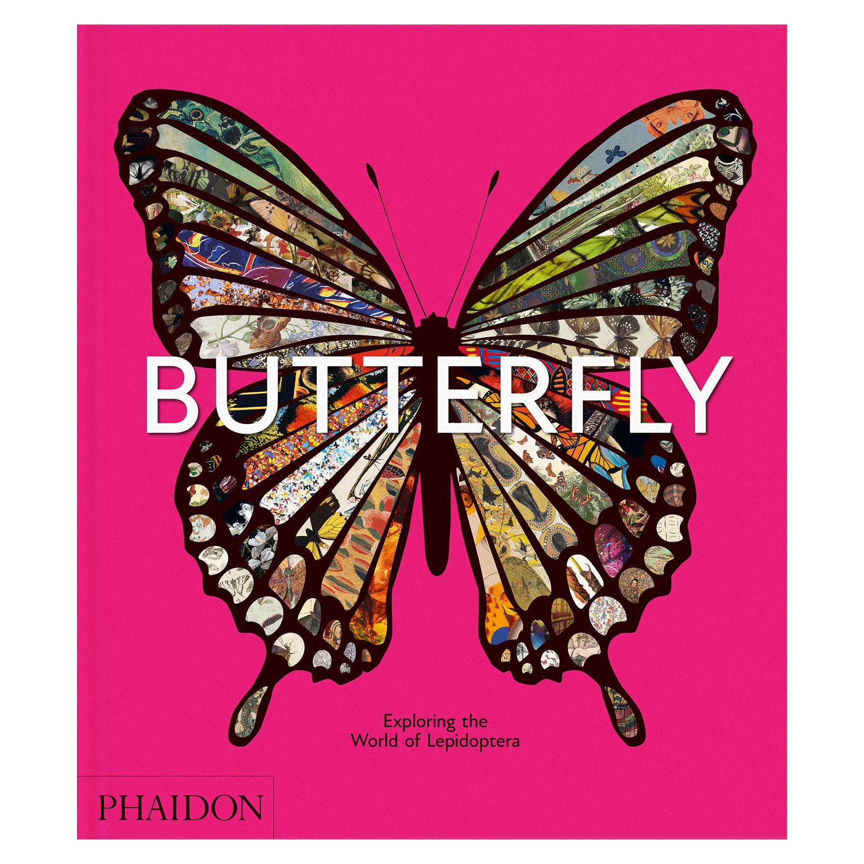 Papillon Explorer le monde des lépidoptères en vente