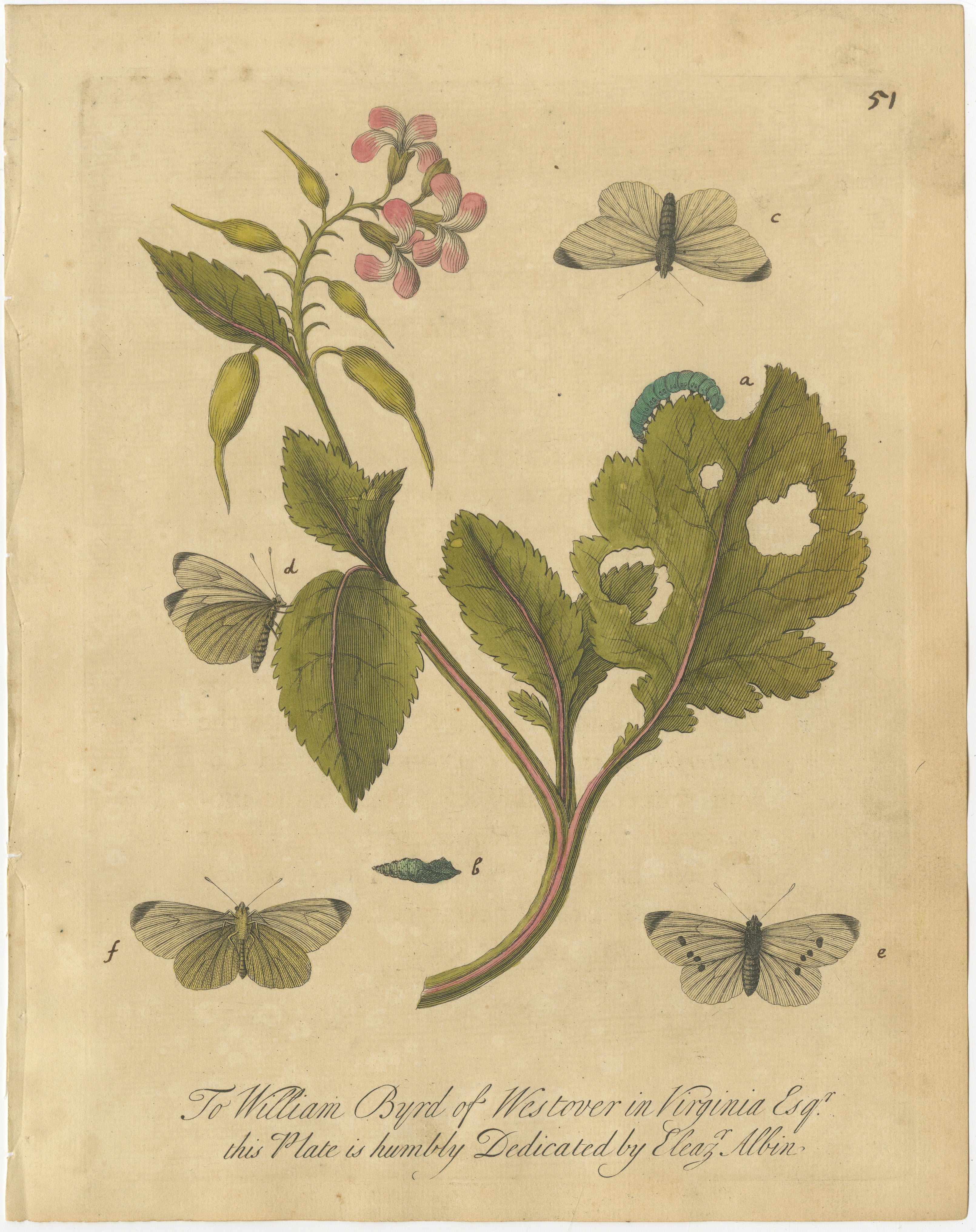 Butterfly Life Cycle on Flowering Plant – Albin Hand-Colored Engraving, ca.1720