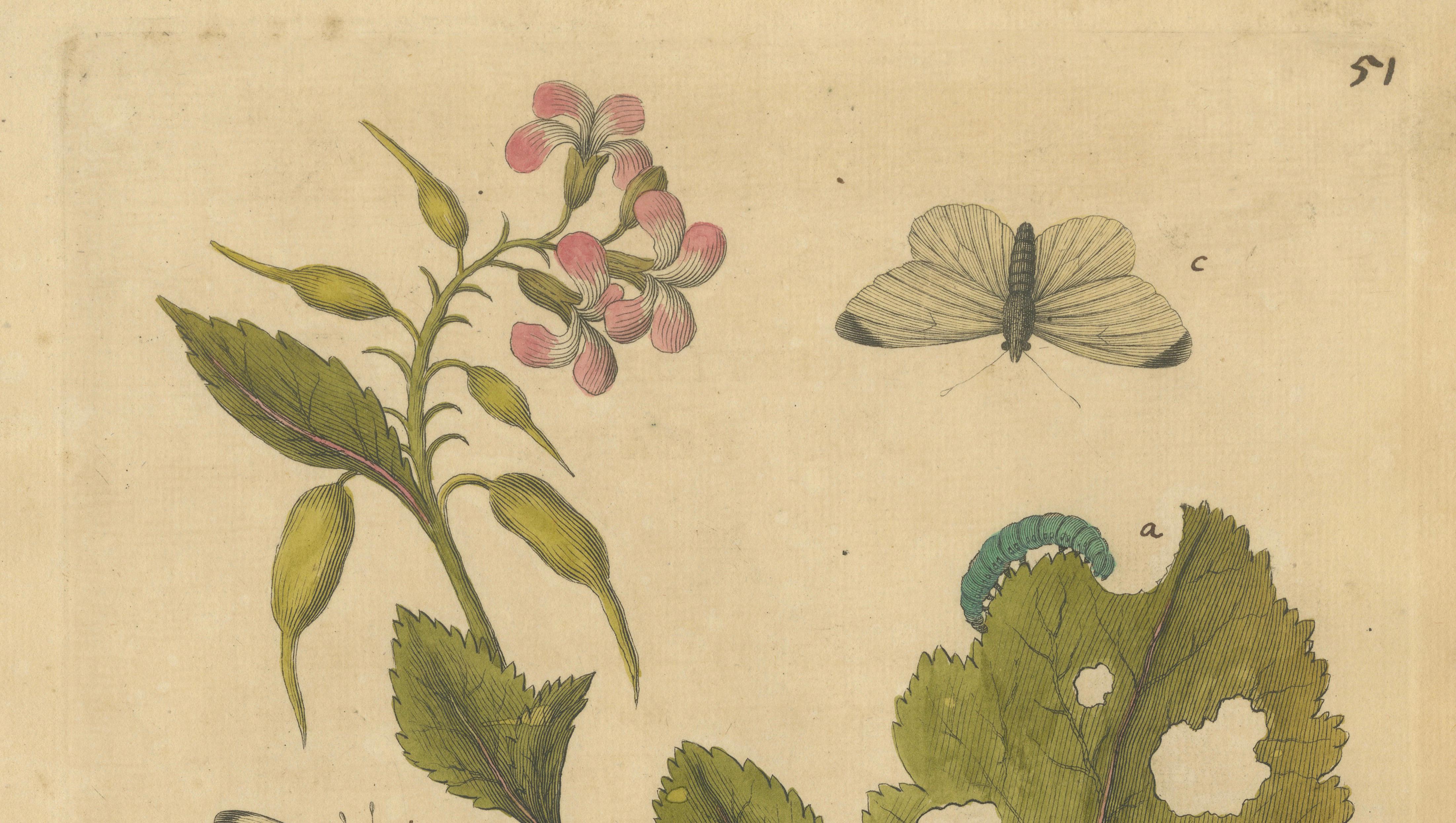Butterfly Life Cycle on Flowering Plant – Albin Hand-Colored Engraving, ca.1720