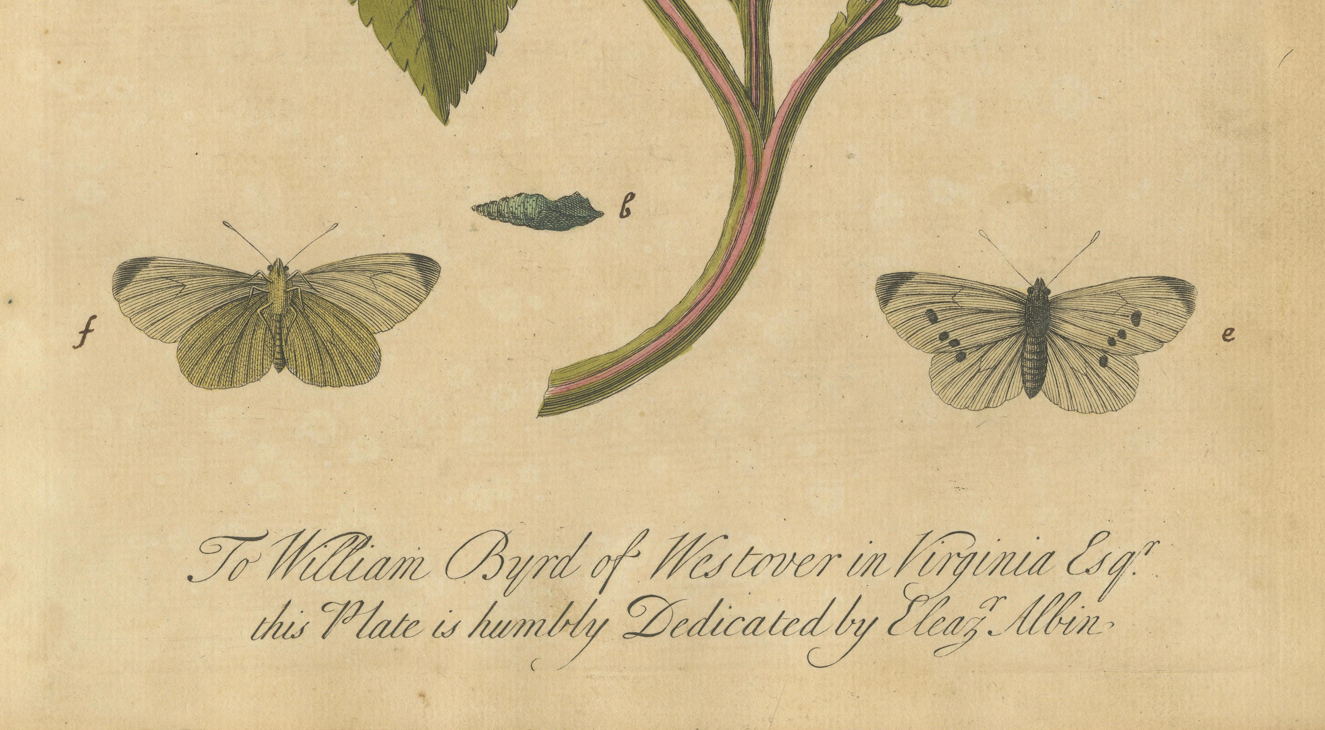 Butterfly Life Cycle on Flowering Plant – Albin Hand-Colored Engraving, ca.1720