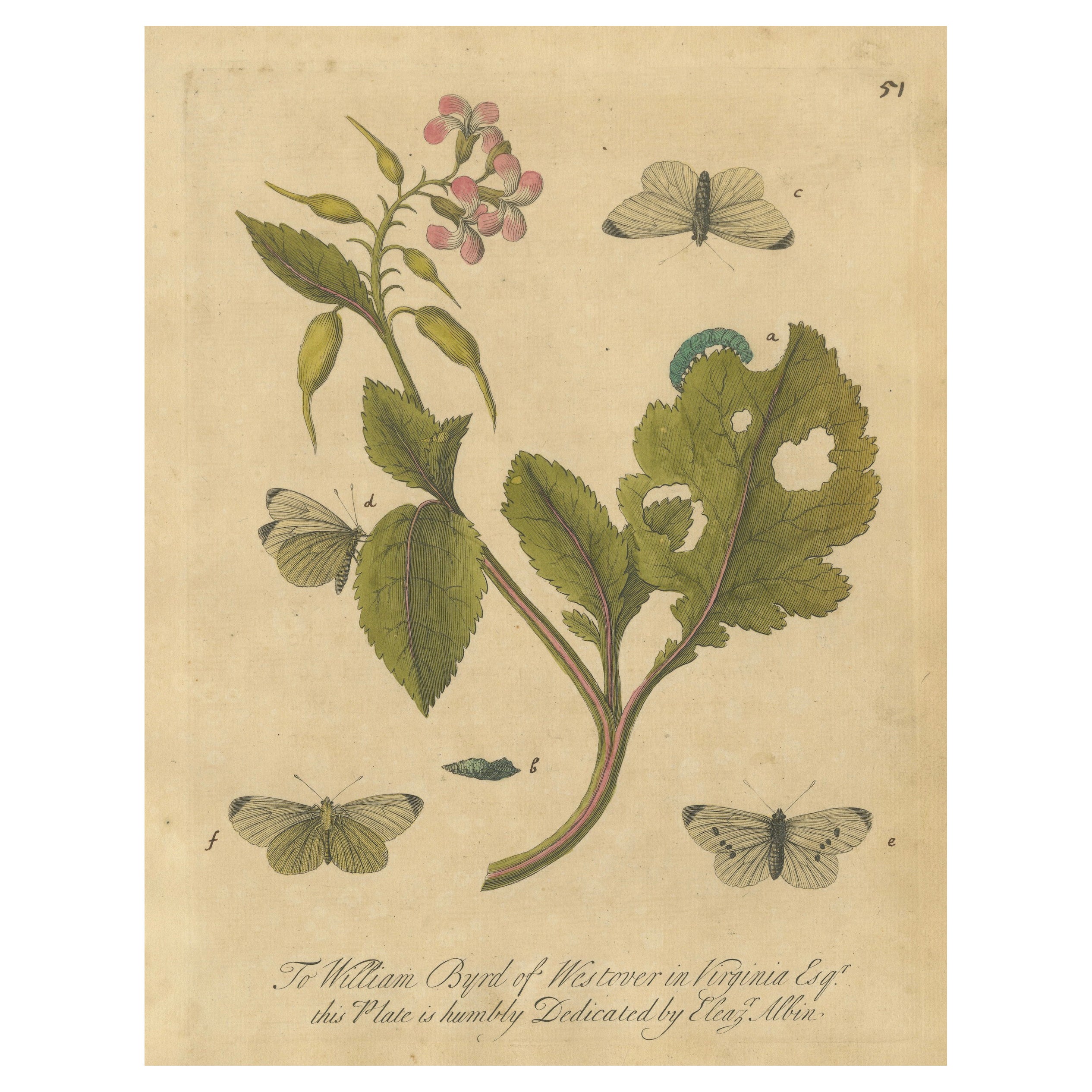 Ciclo vitale della farfalla su una pianta in fiore - Incisione colorata a mano di Albin, 1720 ca.