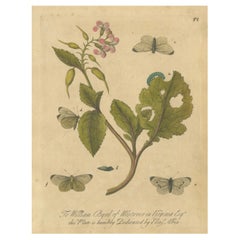 Ciclo vitale della farfalla su una pianta in fiore - Incisione colorata a mano di Albin, 1720 ca.