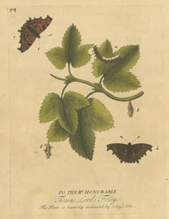 Butterfly Life Cycle on Leafy Branch – Albin Hand-Colored Engraving, 1720