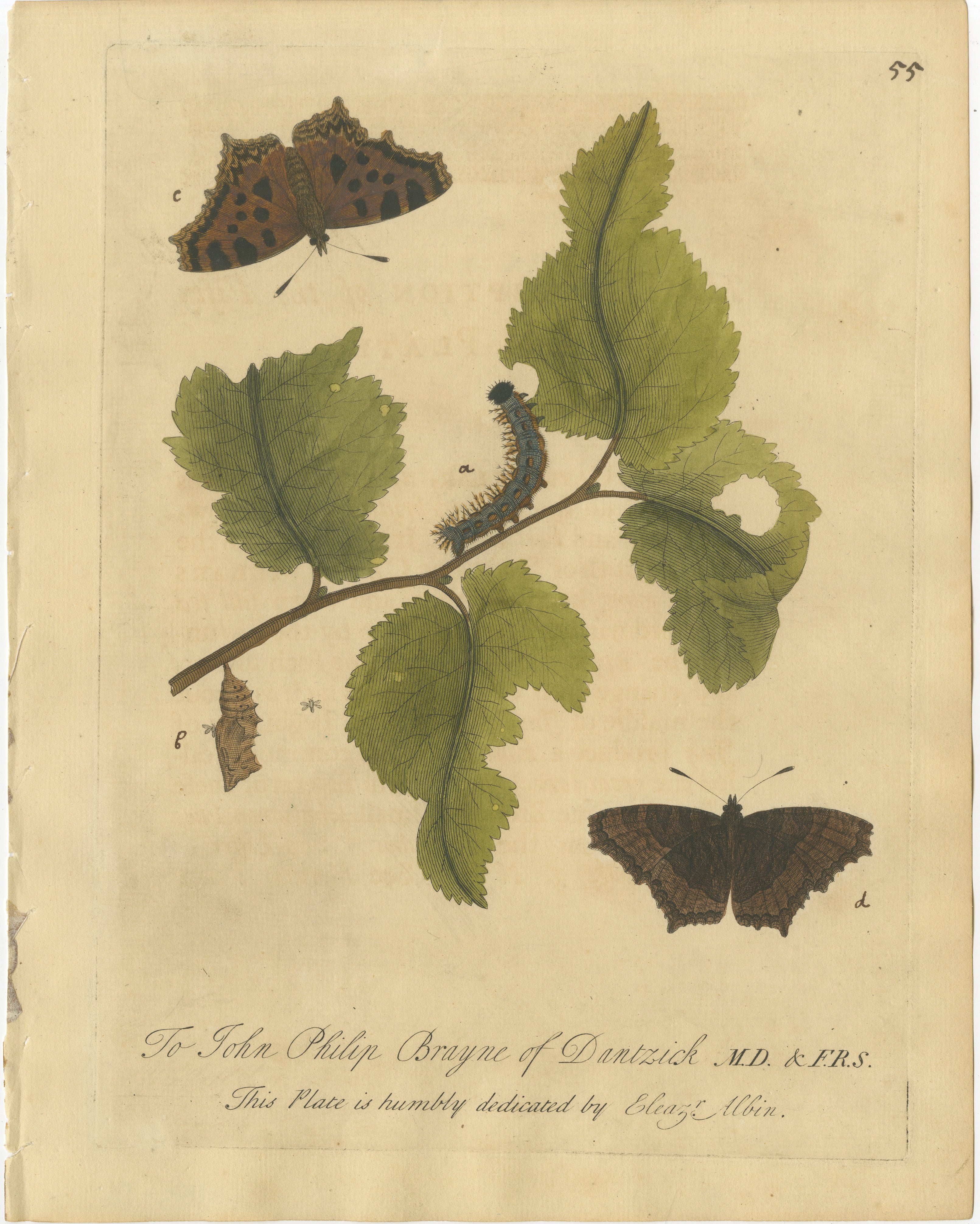 Butterfly, Caterpillar & Chrysalis on Leaves – Albin Hand-Colored Engraving 1720