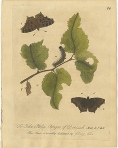 Butterfly, Caterpillar & Chrysalis on Leaves – Albin Hand-Colored Engraving 1720