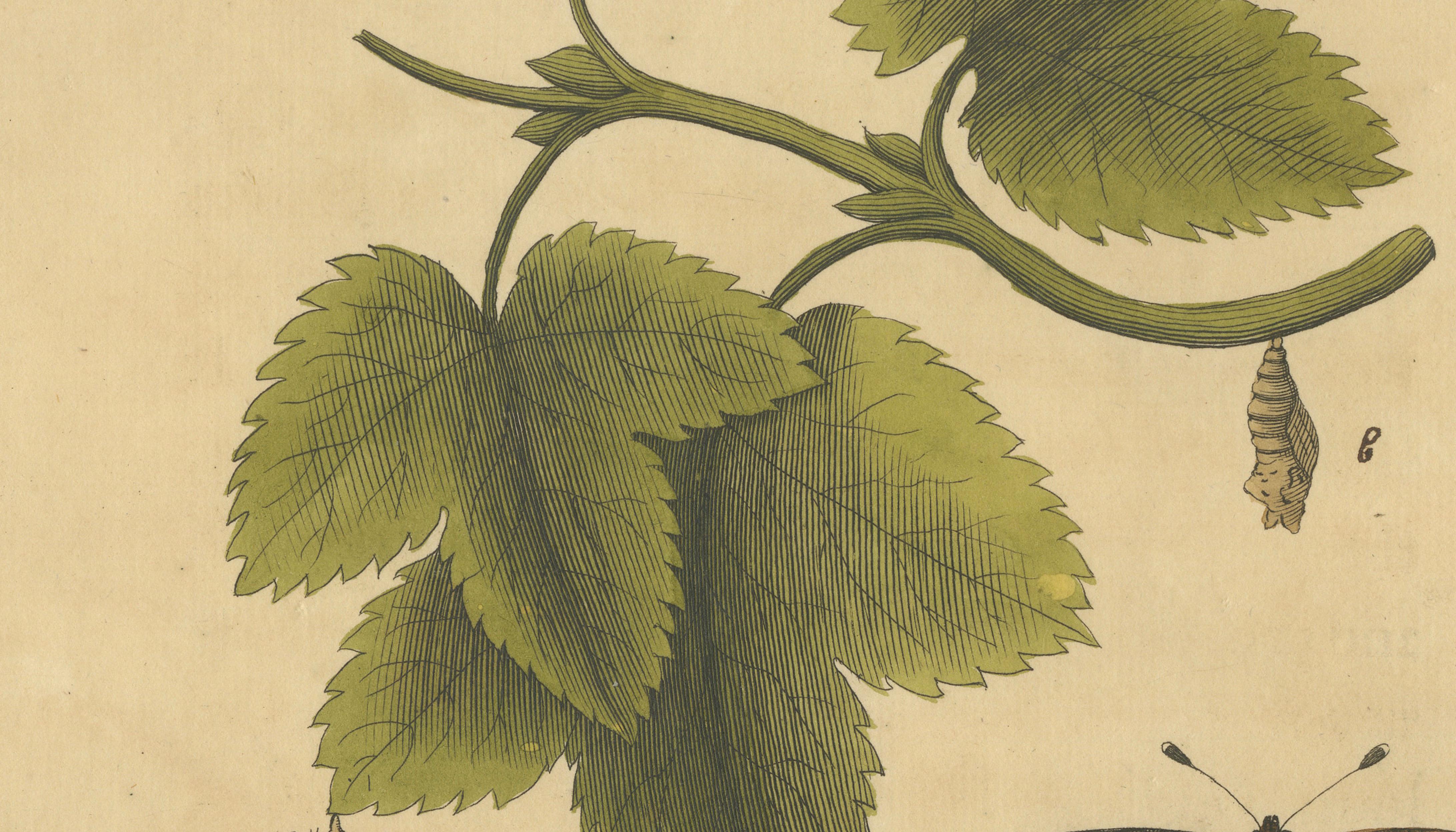 Butterfly Life Cycle on Leafy Branch – Albin Hand-Colored Engraving, 1720