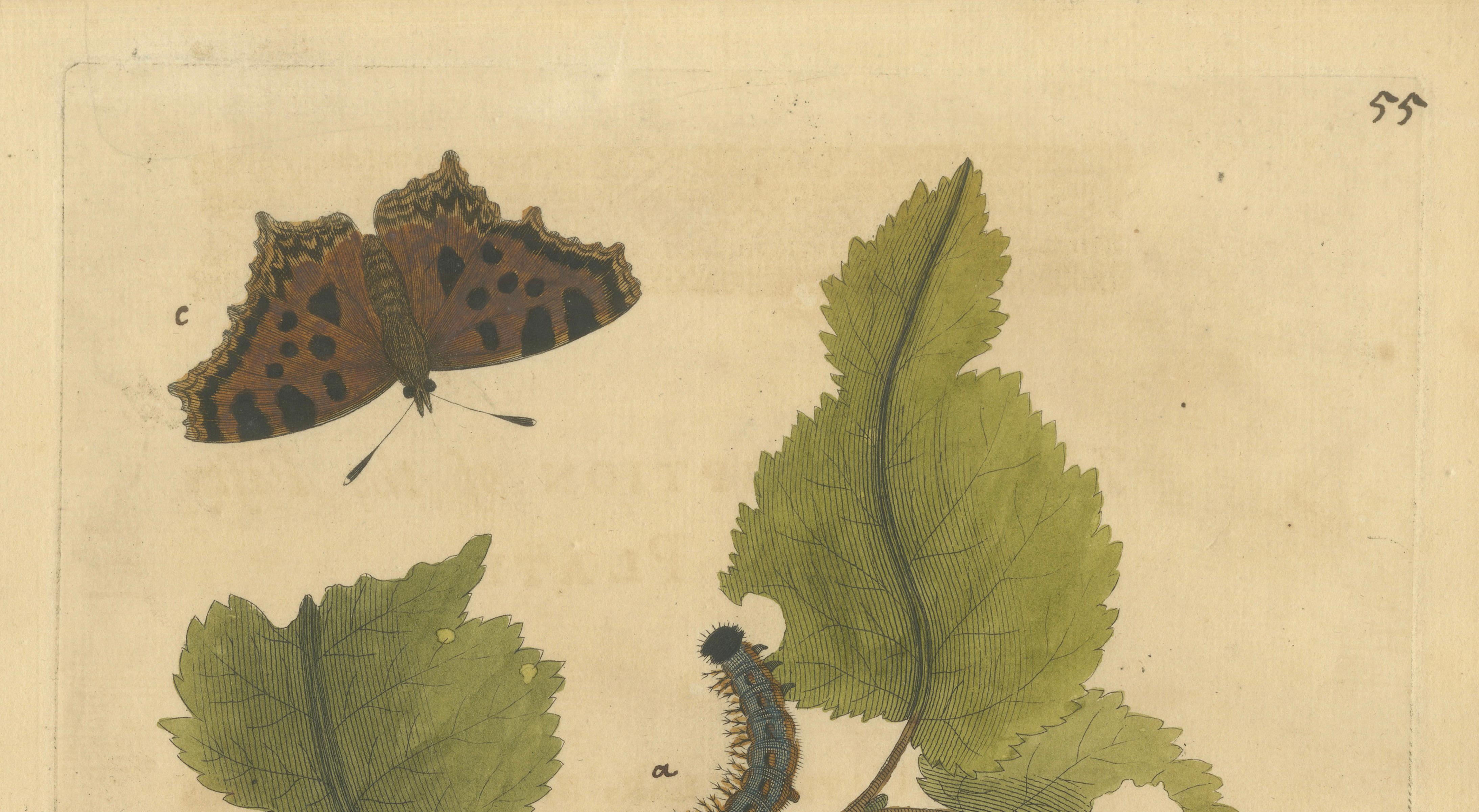 Butterfly, Caterpillar & Chrysalis on Leaves – Albin Hand-Colored Engraving 1720