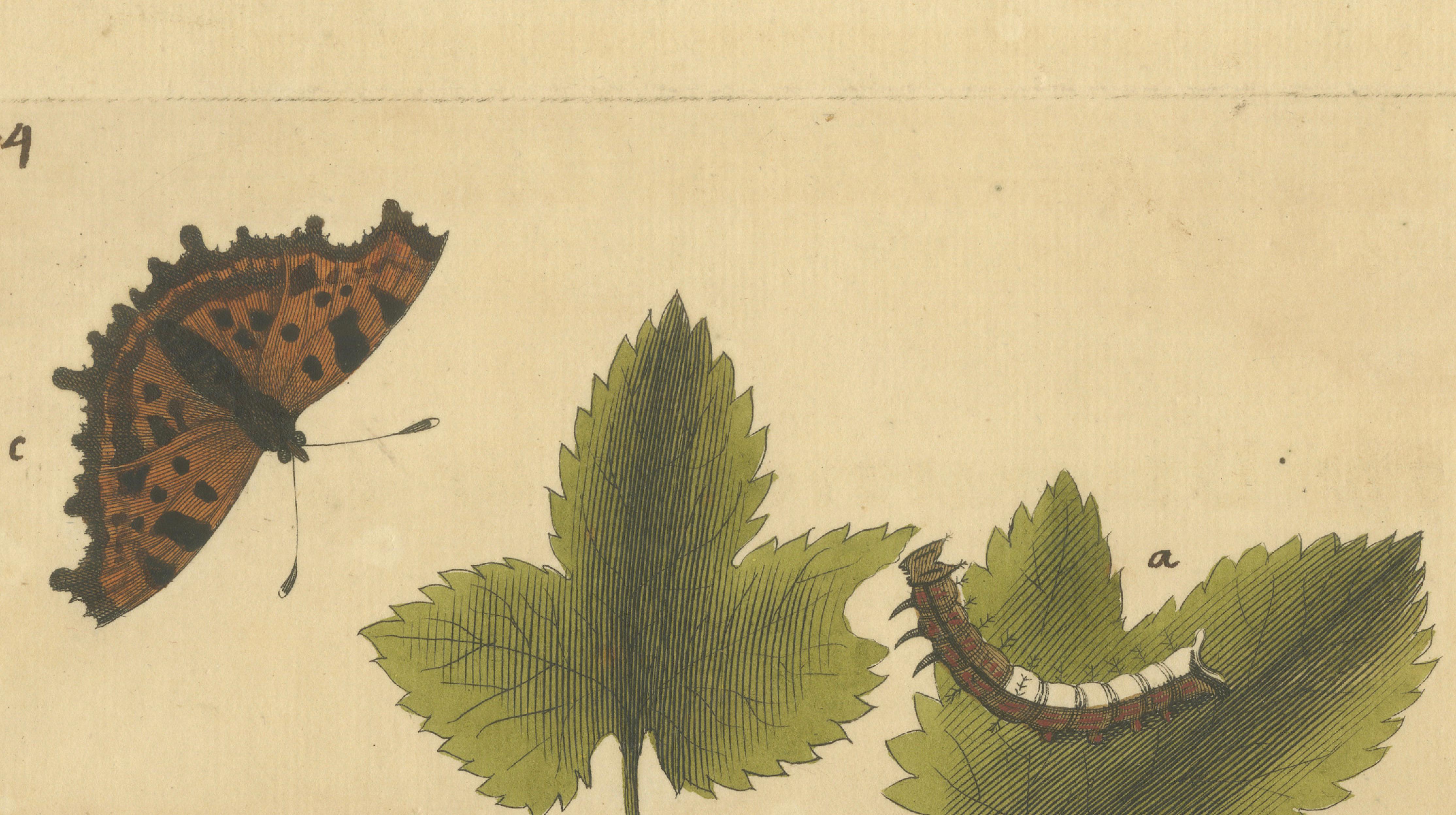 Butterfly Life Cycle on Leafy Branch – Albin Hand-Colored Engraving, 1720