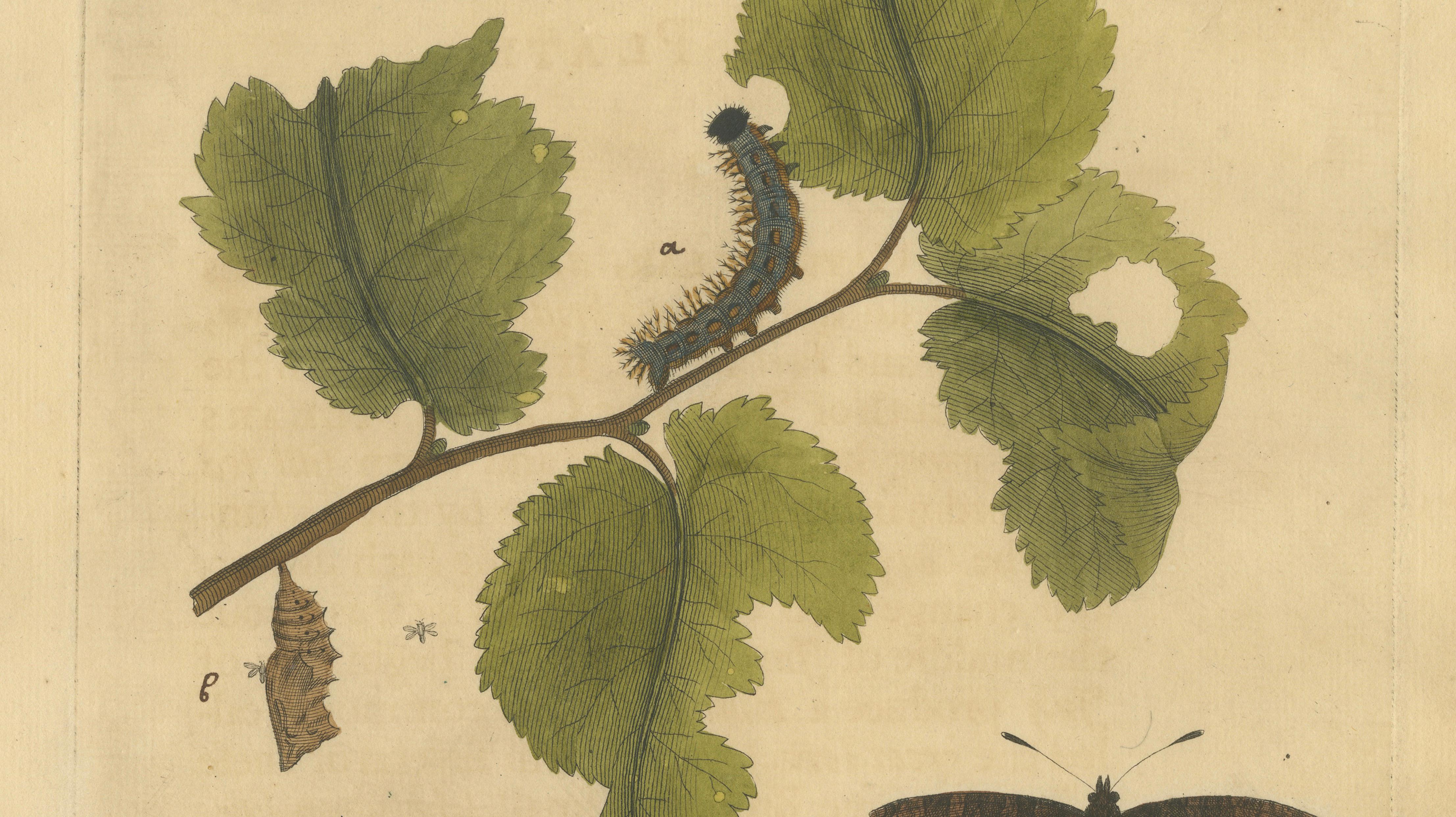 Butterfly, Caterpillar & Chrysalis on Leaves – Albin Hand-Colored Engraving 1720