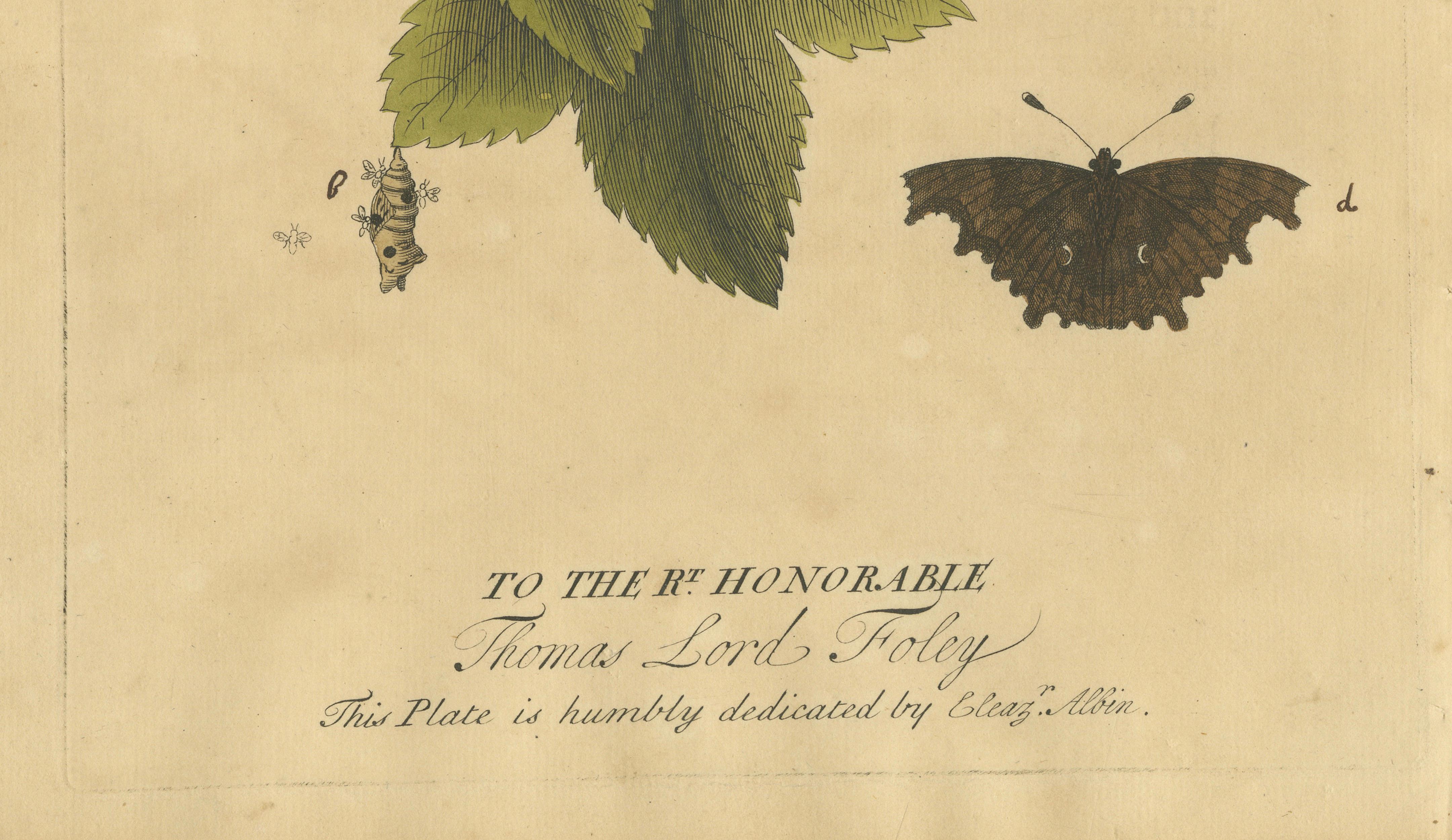 Butterfly Life Cycle on Leafy Branch – Albin Hand-Colored Engraving, 1720