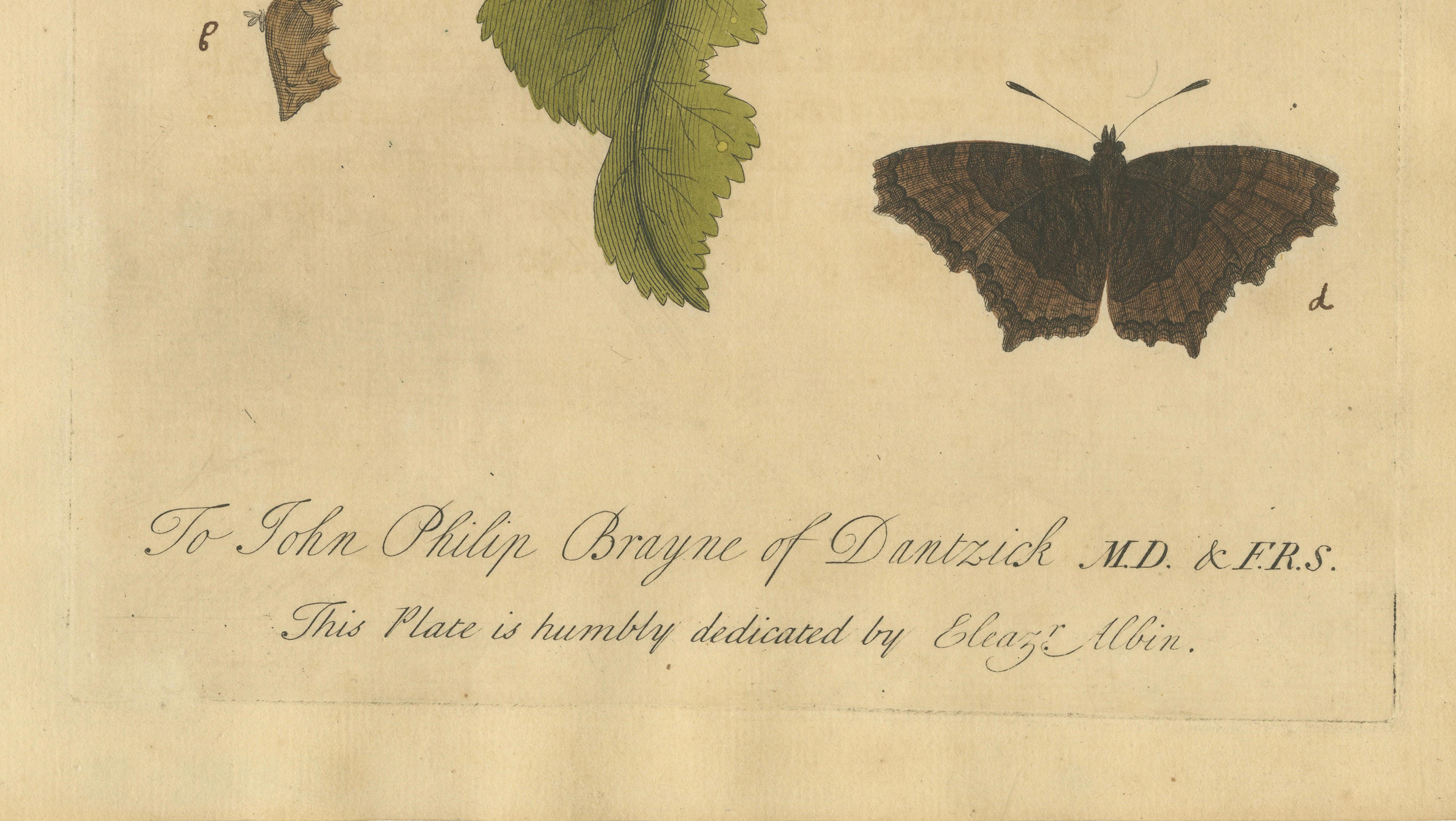 Butterfly, Caterpillar & Chrysalis on Leaves – Albin Hand-Colored Engraving 1720