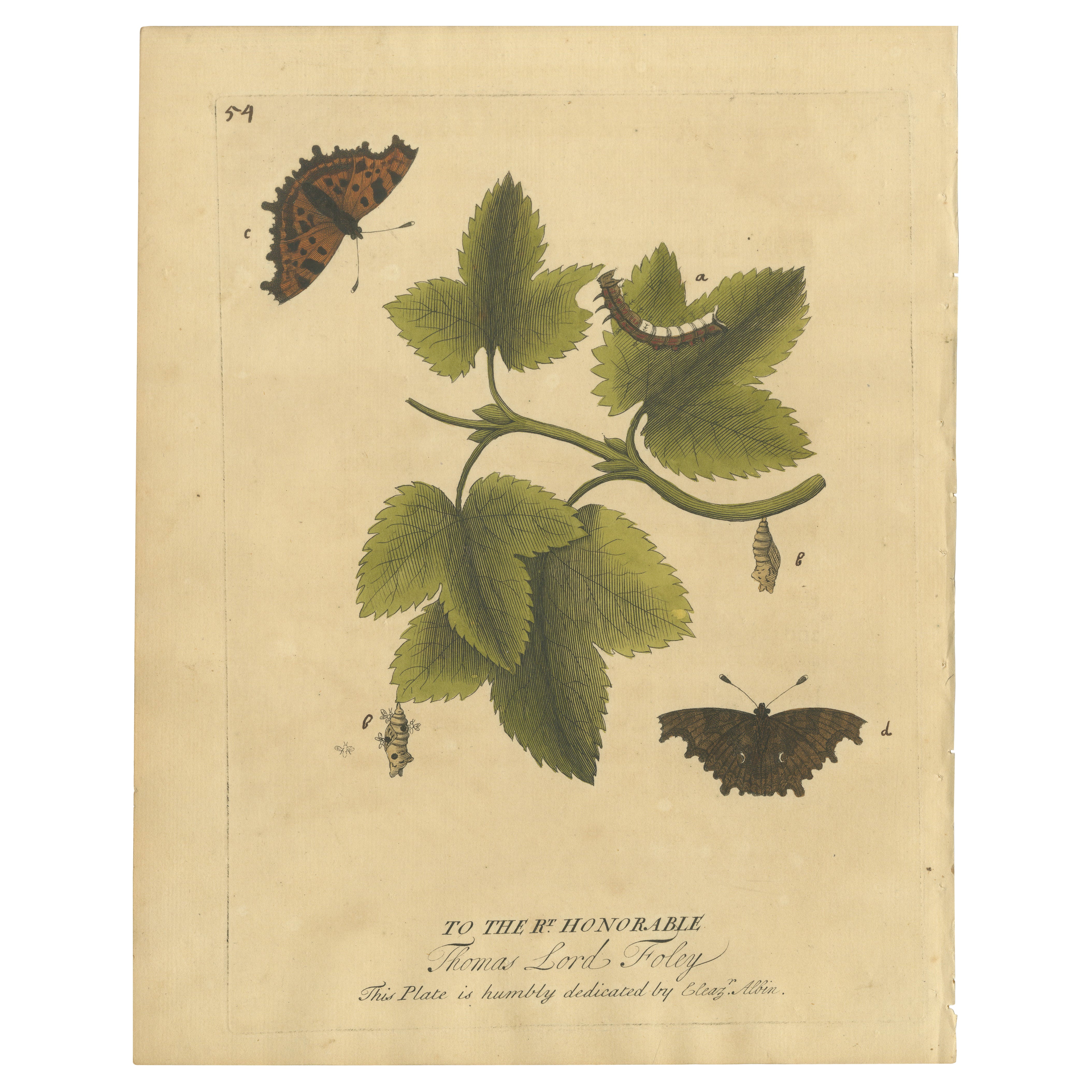 Ciclo di vita della farfalla su un ramo - Incisione colorata a mano di Albin, 1720