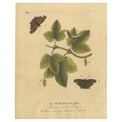 Lebenszyklus eines Schmetterlings auf einem belaubten Branch - Albin Handkolorierter Kupferstich, 1720