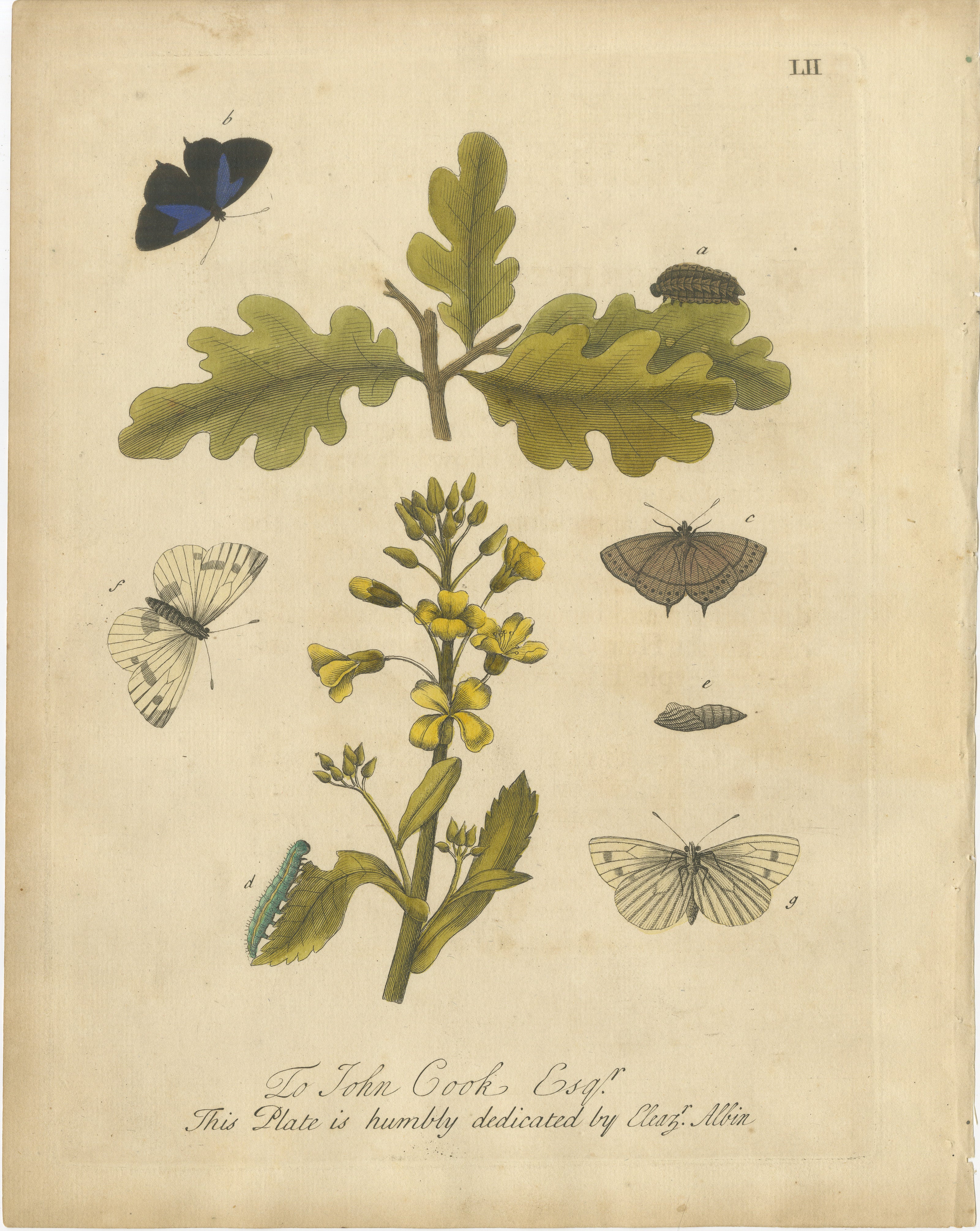 Butterfly Life Cycle on Oak & Wallflower – Albin Hand-Colored Engraving, 1720