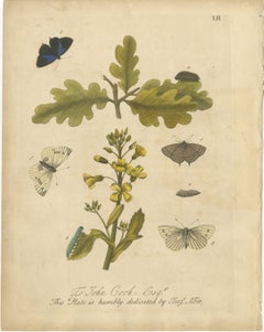 Butterfly Life Cycle on Oak & Wallflower – Albin Hand-Colored Engraving, 1720