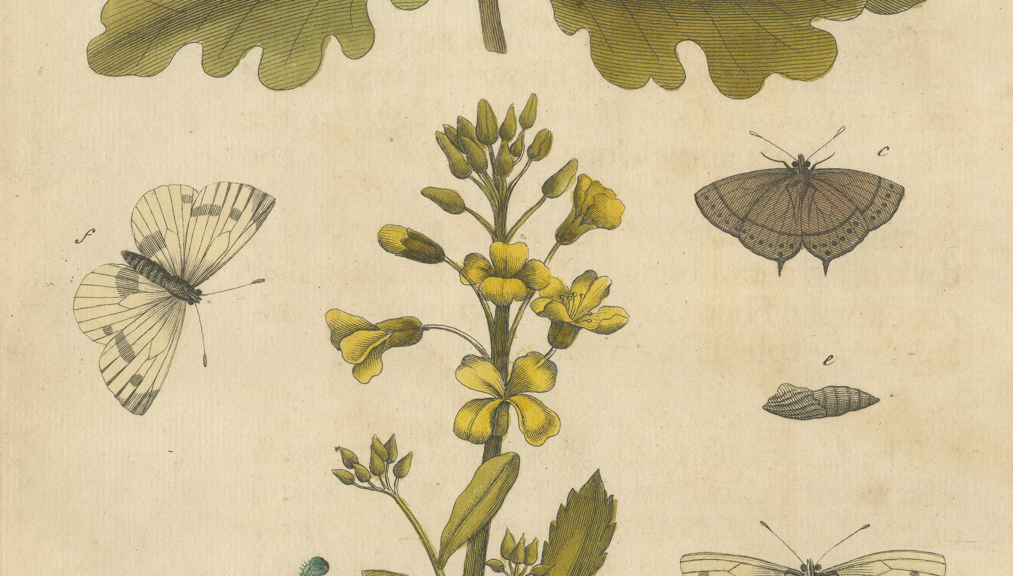 Butterfly Life Cycle on Oak & Wallflower – Albin Hand-Colored Engraving, 1720