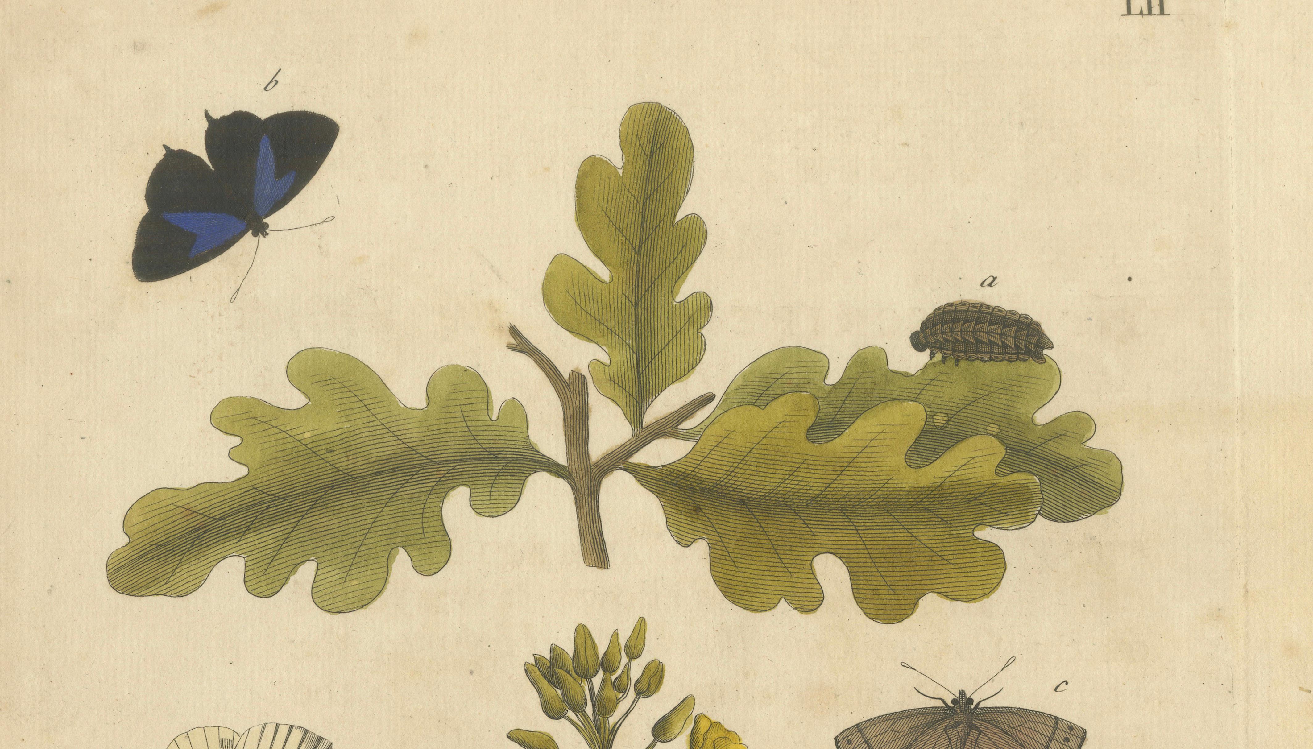Butterfly Life Cycle on Oak & Wallflower – Albin Hand-Colored Engraving, 1720