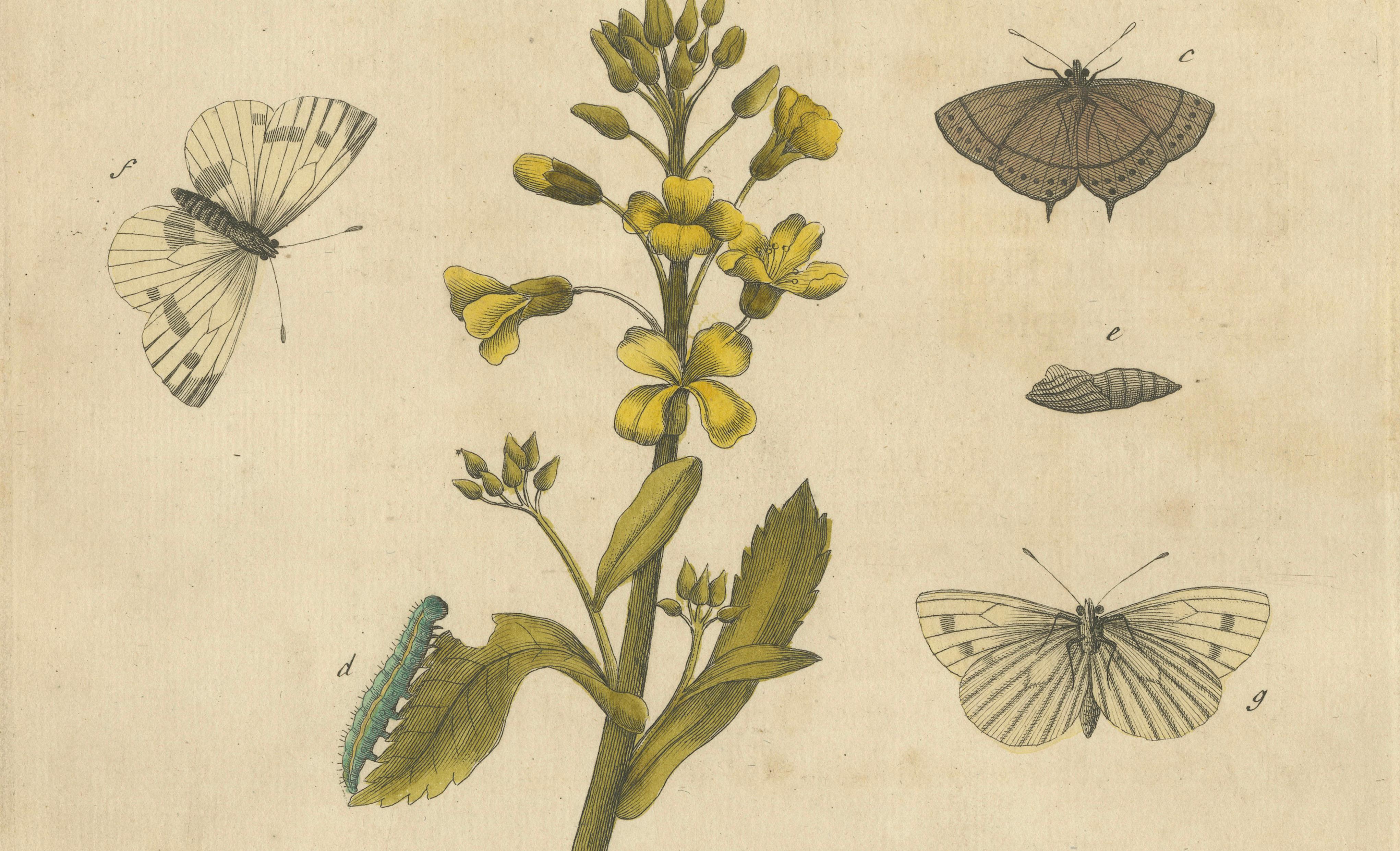 Butterfly Life Cycle on Oak & Wallflower – Albin Hand-Colored Engraving, 1720