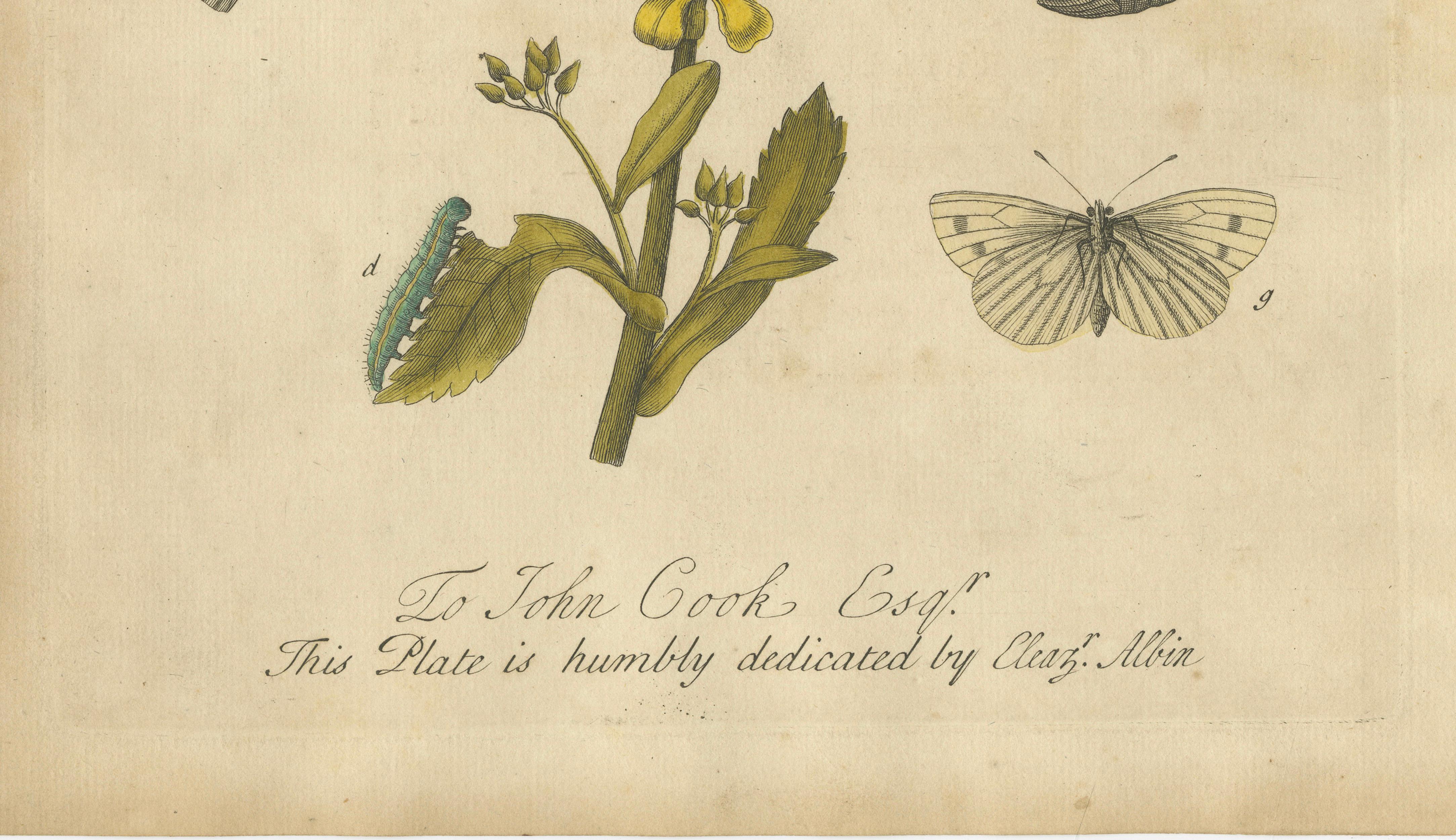 Butterfly Life Cycle on Oak & Wallflower – Albin Hand-Colored Engraving, 1720
