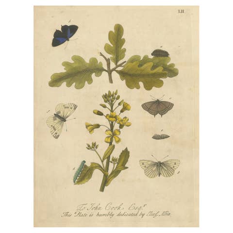 Butterfly Life Cycle on Oak & Wallflower – Albin Hand-Colored Engraving, 1720