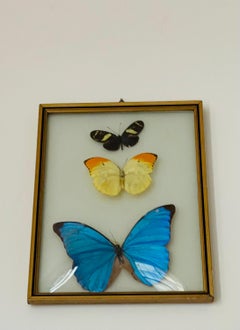 Butterfly Specimens in a Convex Glass Frame