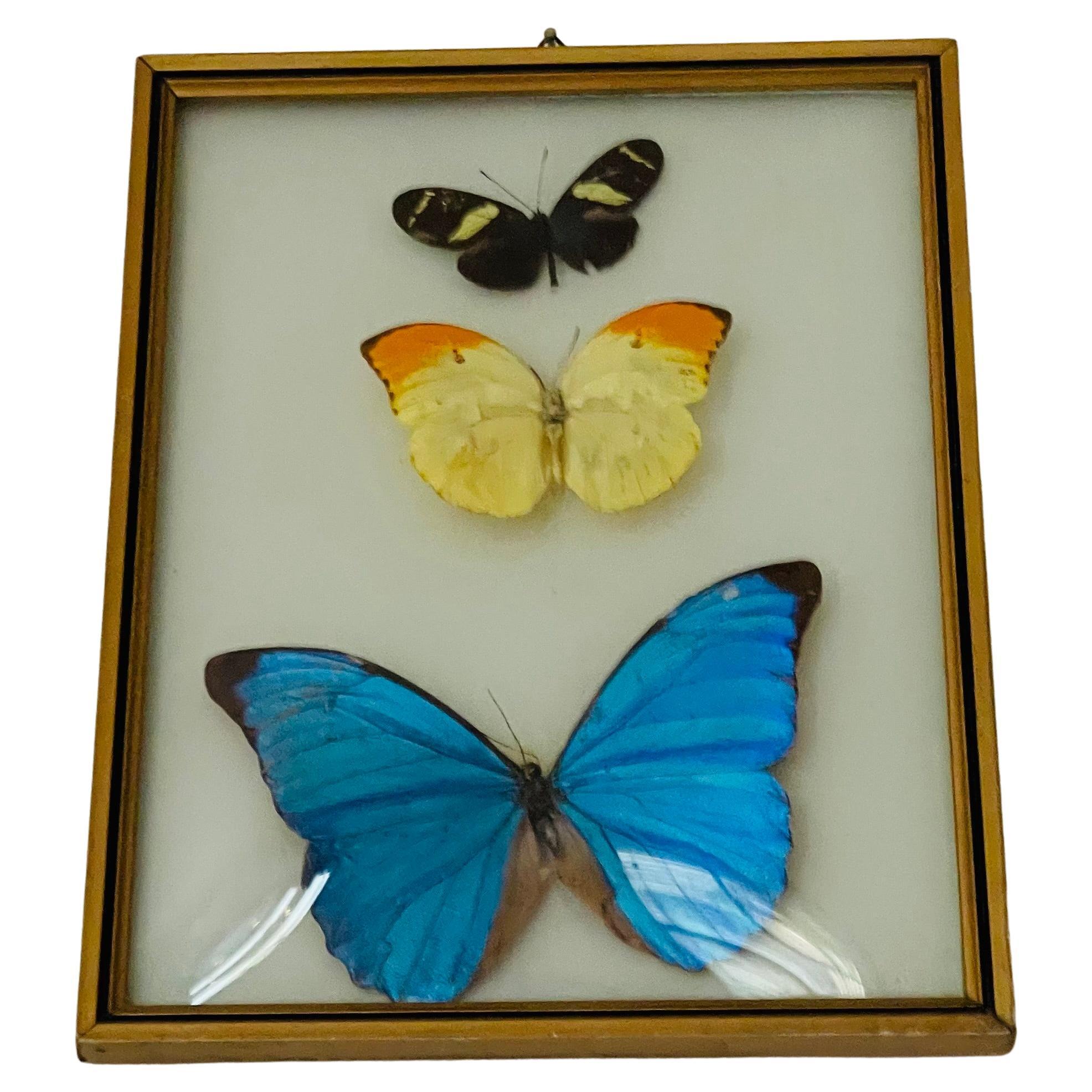 Butterfly Specimens in a Convex Glass Frame