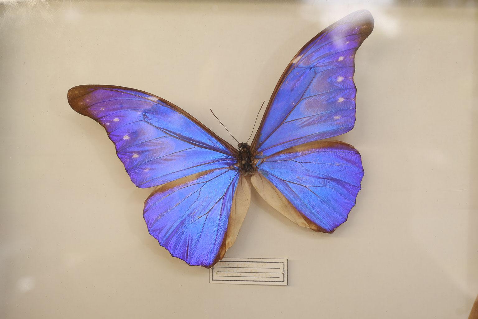 Found in France, this is a lovely butterfly study with one lavender, blue butterfly mounted in a shadow box.